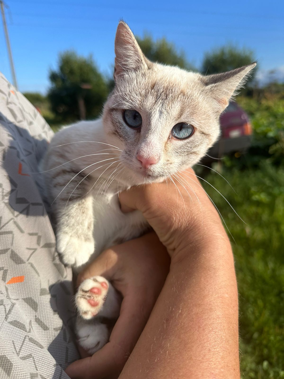 Two unusually beautiful young cats remained after the summer season. Affectionate, tame, ready to drop everything and go to the city - Saint Petersburg, Helping animals, Kittens, In good hands, cat, VKontakte (link), Longpost