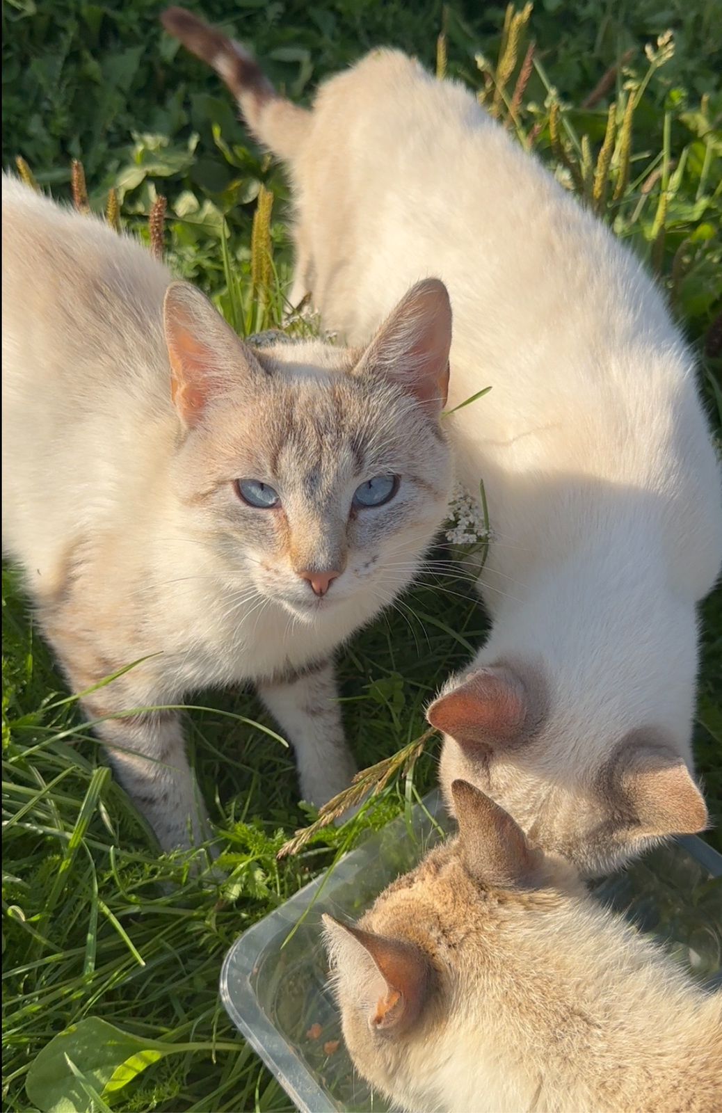 Two unusually beautiful young cats remained after the summer season. Affectionate, tame, ready to drop everything and go to the city - Saint Petersburg, Helping animals, Kittens, In good hands, cat, VKontakte (link), Longpost