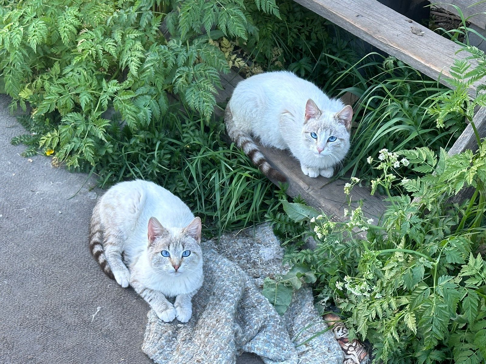 Two unusually beautiful young cats remained after the summer season. Affectionate, tame, ready to drop everything and go to the city - Saint Petersburg, Helping animals, Kittens, In good hands, cat, VKontakte (link), Longpost