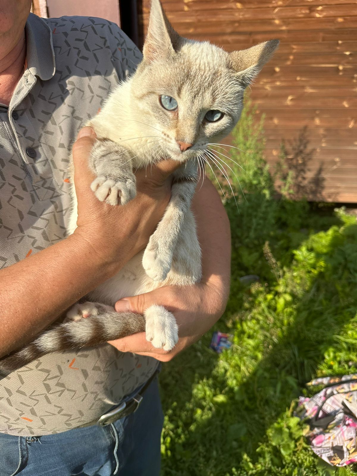 Two unusually beautiful young cats remained after the summer season. Affectionate, tame, ready to drop everything and go to the city - Saint Petersburg, Helping animals, Kittens, In good hands, cat, VKontakte (link), Longpost