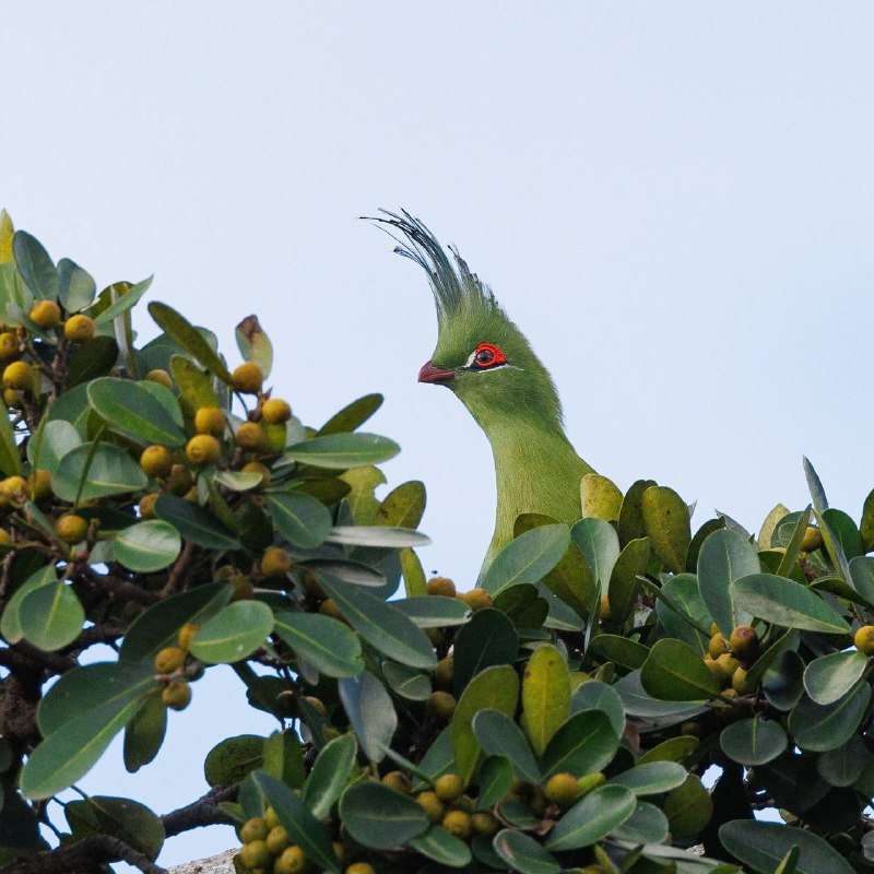 Turako Shalova - Turaco, Birds, The photo, Alexey Osokin, Africa, wildlife, Wild animals, beauty, Tropics