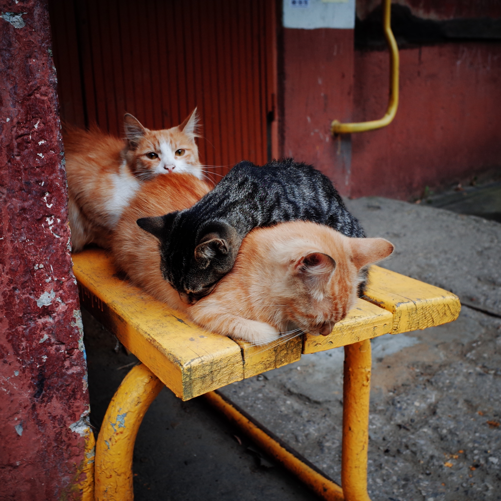 Wandering Signors - My, The photo, Street photography, Town, cat, Animals, Eagle, Fluffy, Pet the cat, The street, Longpost