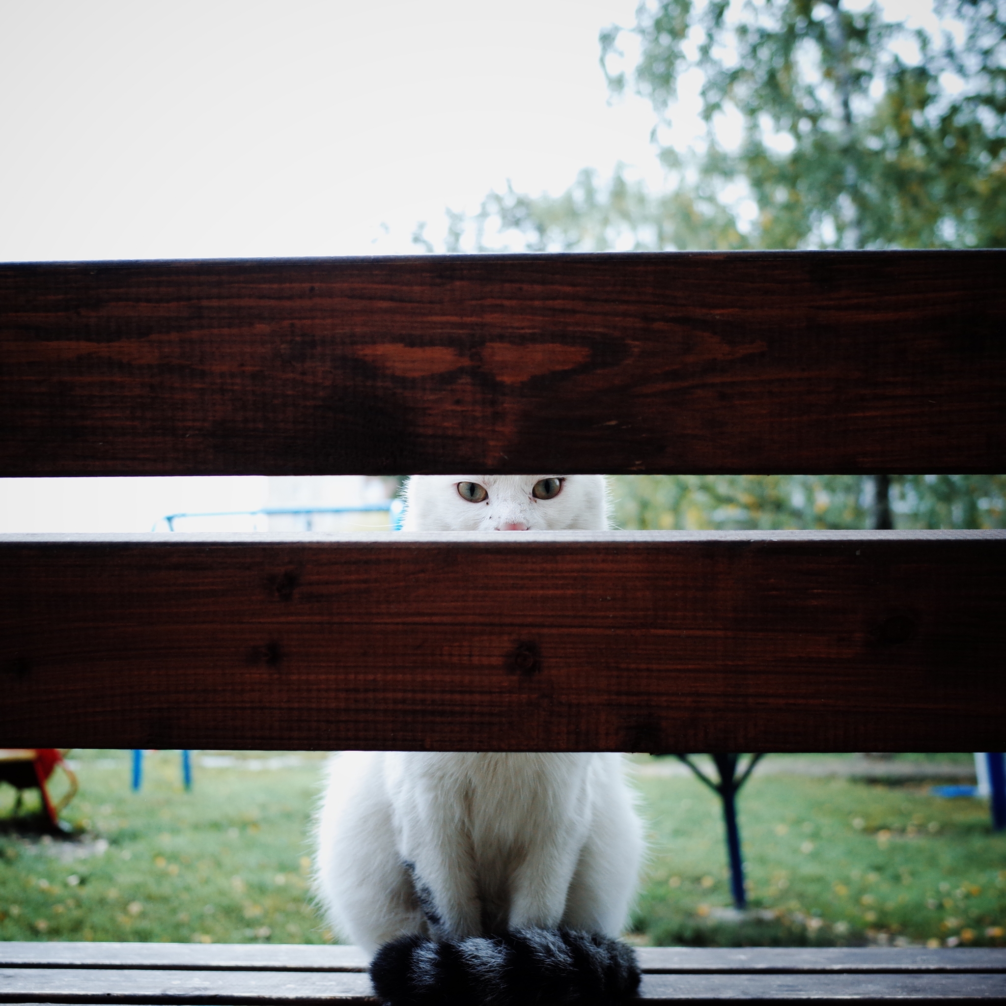 Wandering Signors - My, The photo, Street photography, Town, cat, Animals, Eagle, Fluffy, Pet the cat, The street, Longpost