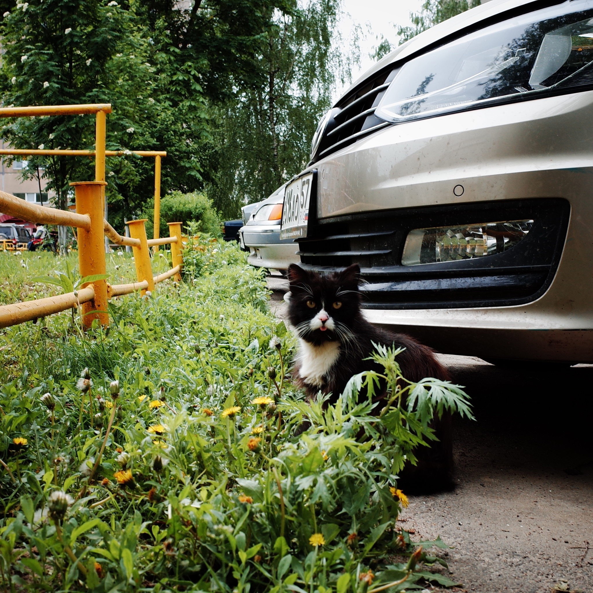 Wandering Signors - My, The photo, Street photography, Town, cat, Animals, Eagle, Fluffy, Pet the cat, The street, Longpost