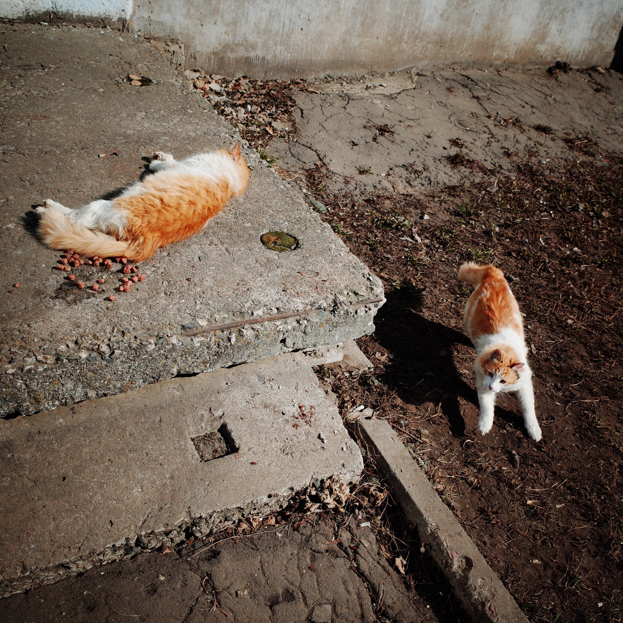 Wandering Signors - My, The photo, Street photography, Town, cat, Animals, Eagle, Fluffy, Pet the cat, The street, Longpost