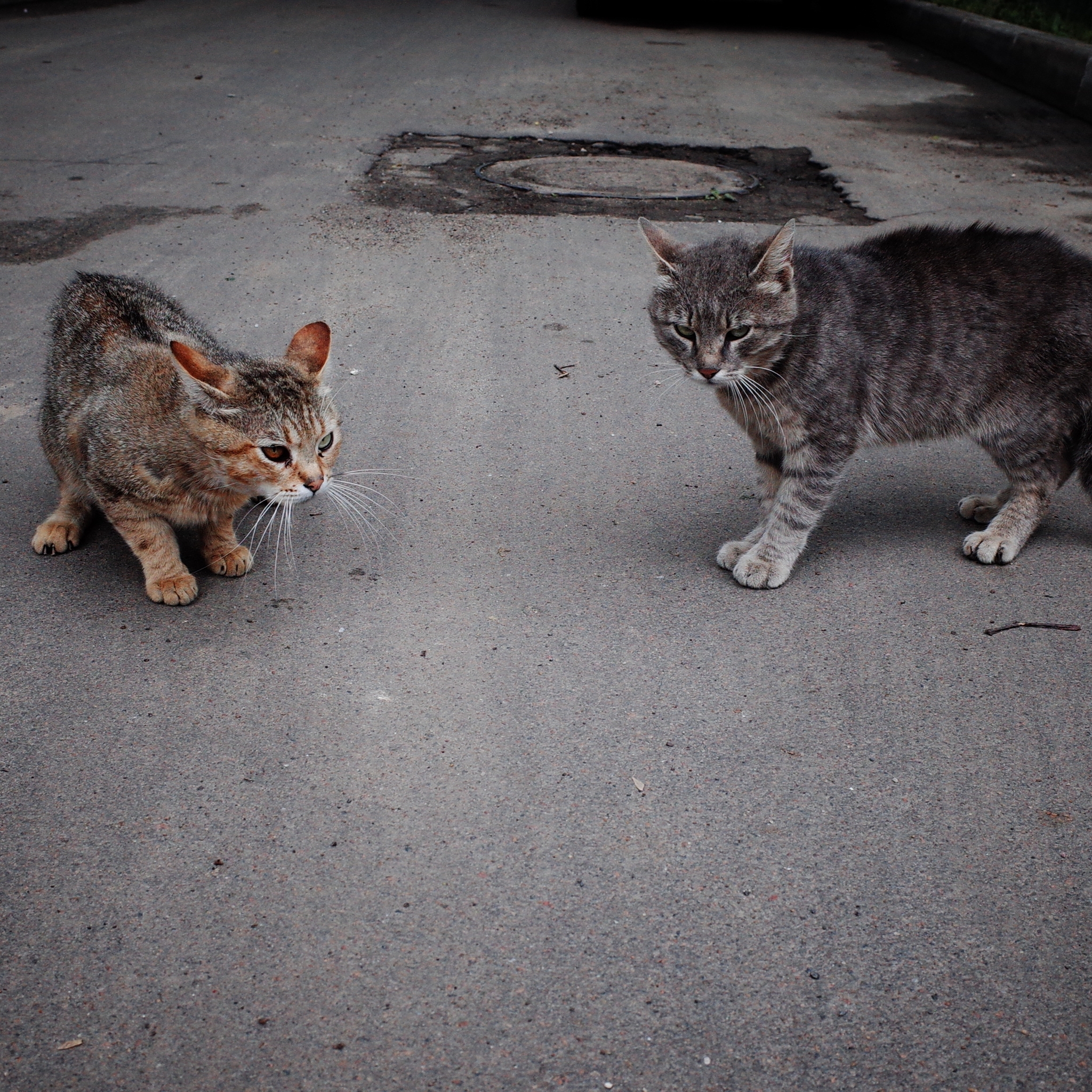 Wandering Signors - My, The photo, Street photography, Town, cat, Animals, Eagle, Fluffy, Pet the cat, The street, Longpost