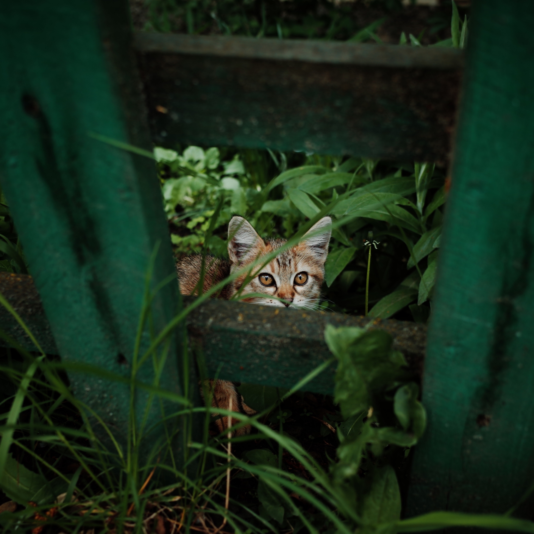 Wandering Signors - My, The photo, Street photography, Town, cat, Animals, Eagle, Fluffy, Pet the cat, The street, Longpost