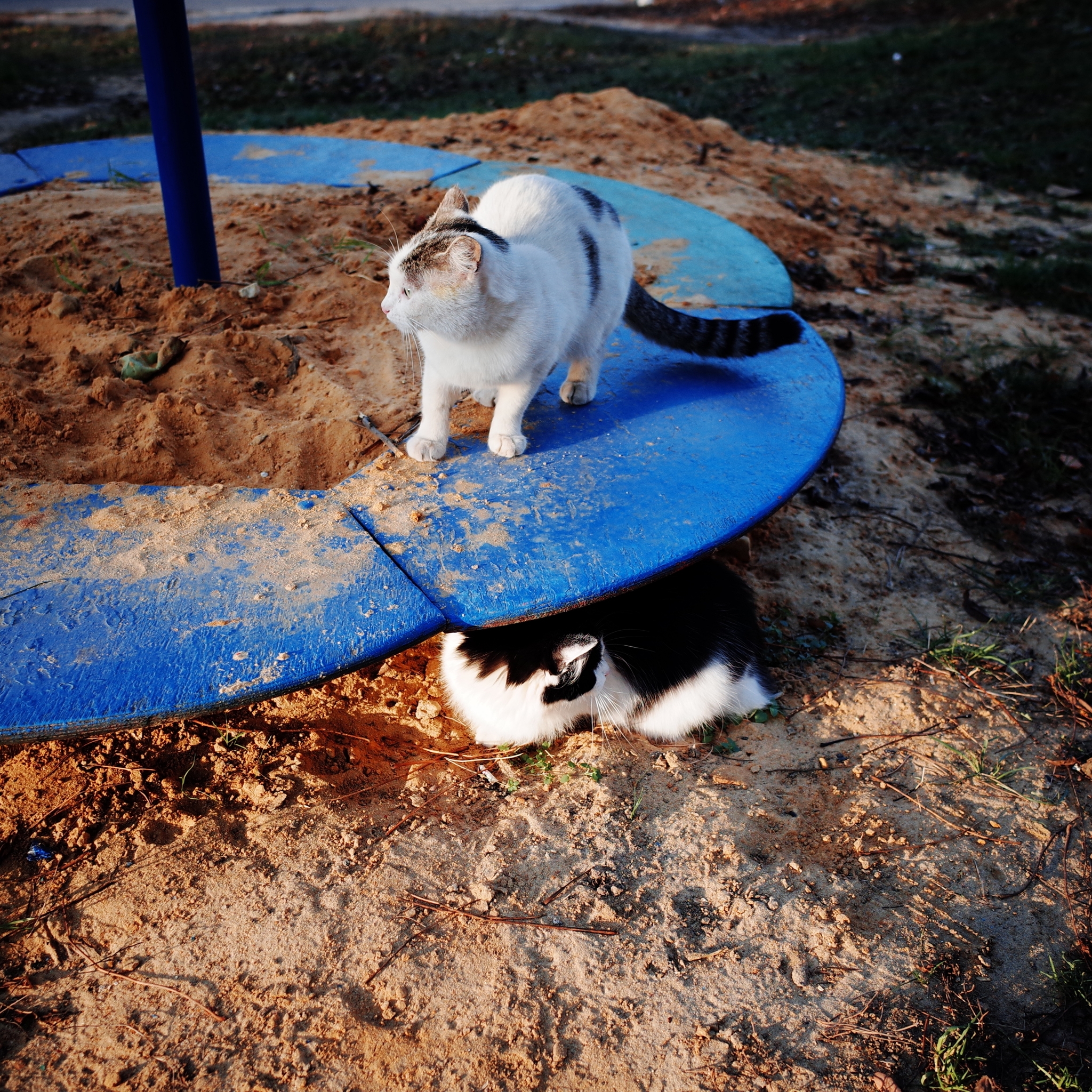 Wandering Signors - My, The photo, Street photography, Town, cat, Animals, Eagle, Fluffy, Pet the cat, The street, Longpost