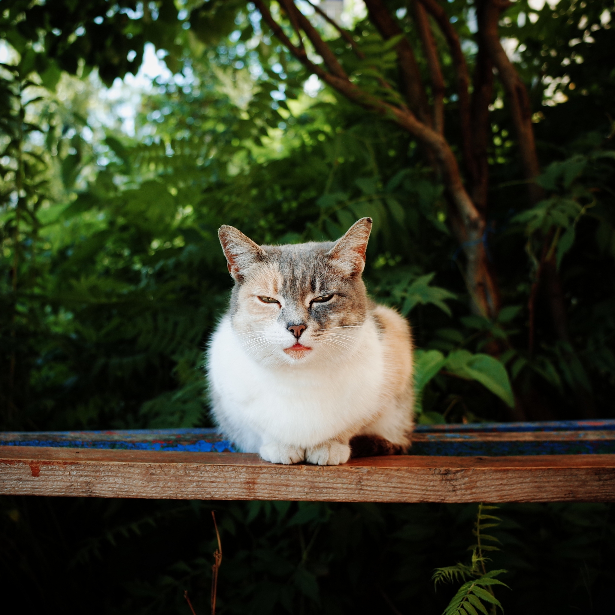 Wandering Signors - My, The photo, Street photography, Town, cat, Animals, Eagle, Fluffy, Pet the cat, The street, Longpost