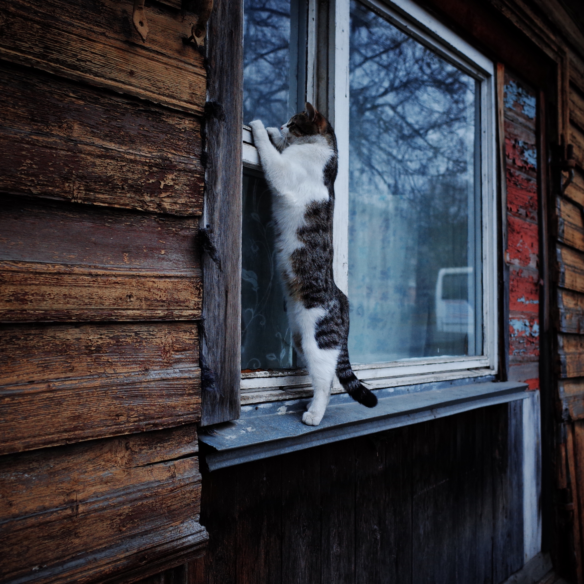 Wandering Signors - My, The photo, Street photography, Town, cat, Animals, Eagle, Fluffy, Pet the cat, The street, Longpost