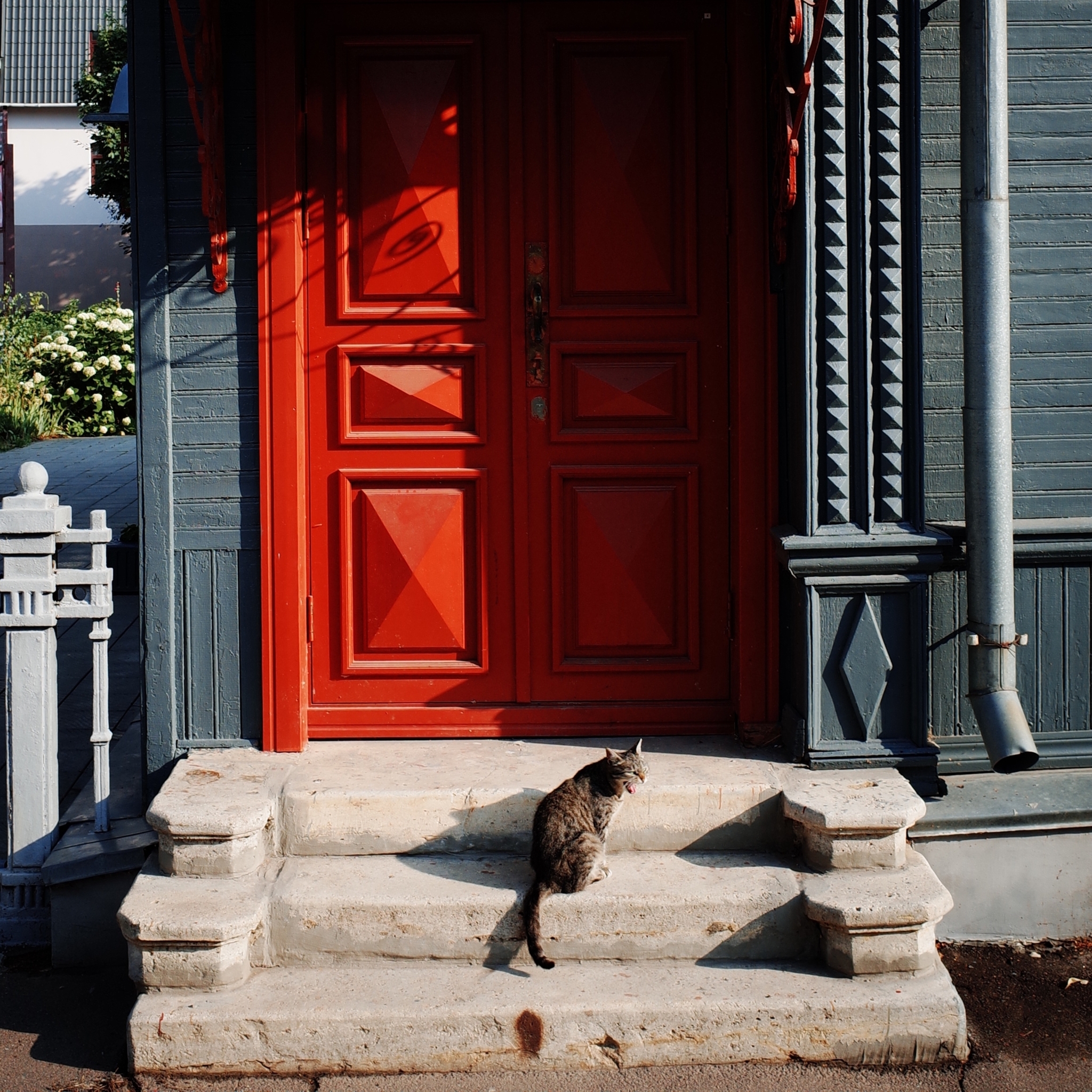 Wandering Signors - My, The photo, Street photography, Town, cat, Animals, Eagle, Fluffy, Pet the cat, The street, Longpost