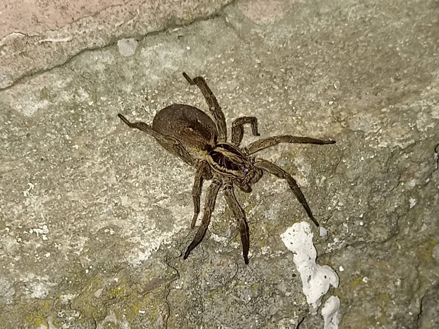 What kind of eight-legged friend wandered into the yard? - My, Spider, Neighbours, Question, Ask Peekaboo