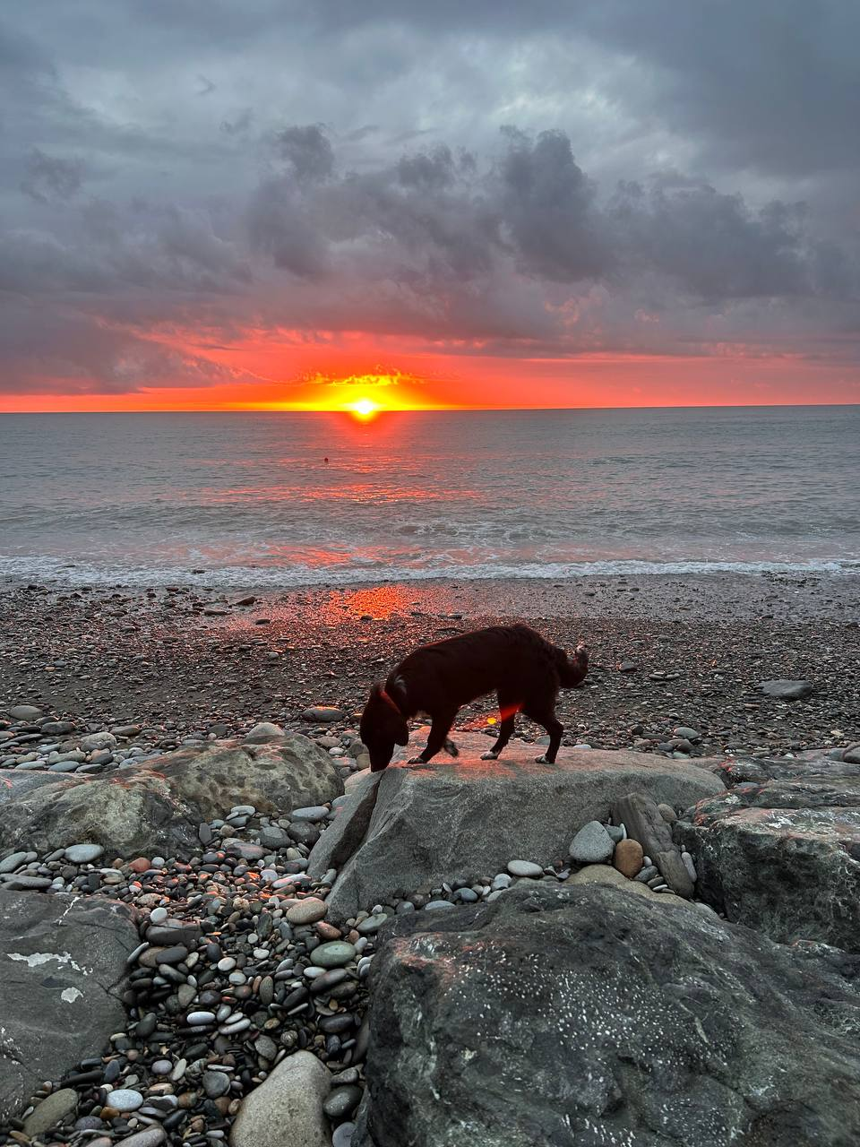 Lady the dog is looking for a home - My, Dog lovers, Dog, Found a dog, Spaniel, Friend, Care, Longpost, In good hands