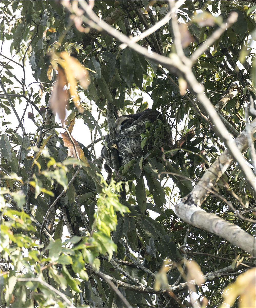 Brazilian Amazon. Review - My, Amazon, Amazon, Brazil, Jungle, The photo, Travels, Longpost