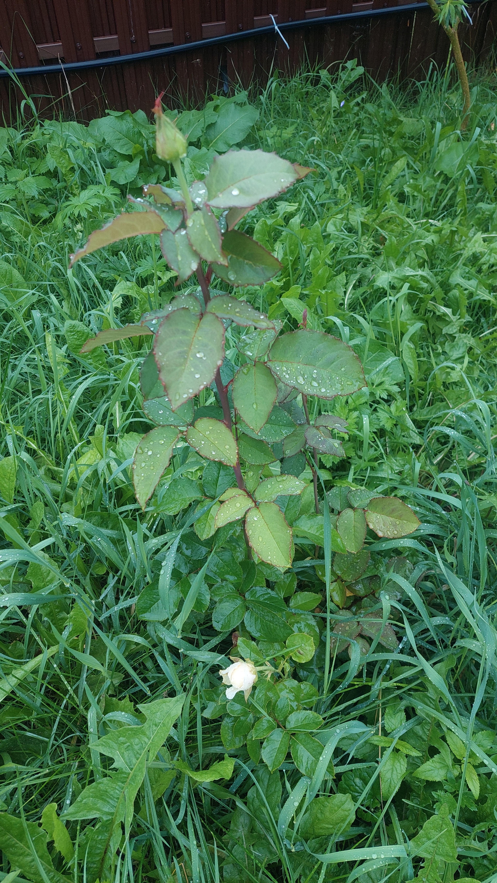 Continuation of the post. Help identify roses from horseradish nursery - My, Fraud, the Rose, Saplings, Longpost, The photo, Video, cat, Vertical video