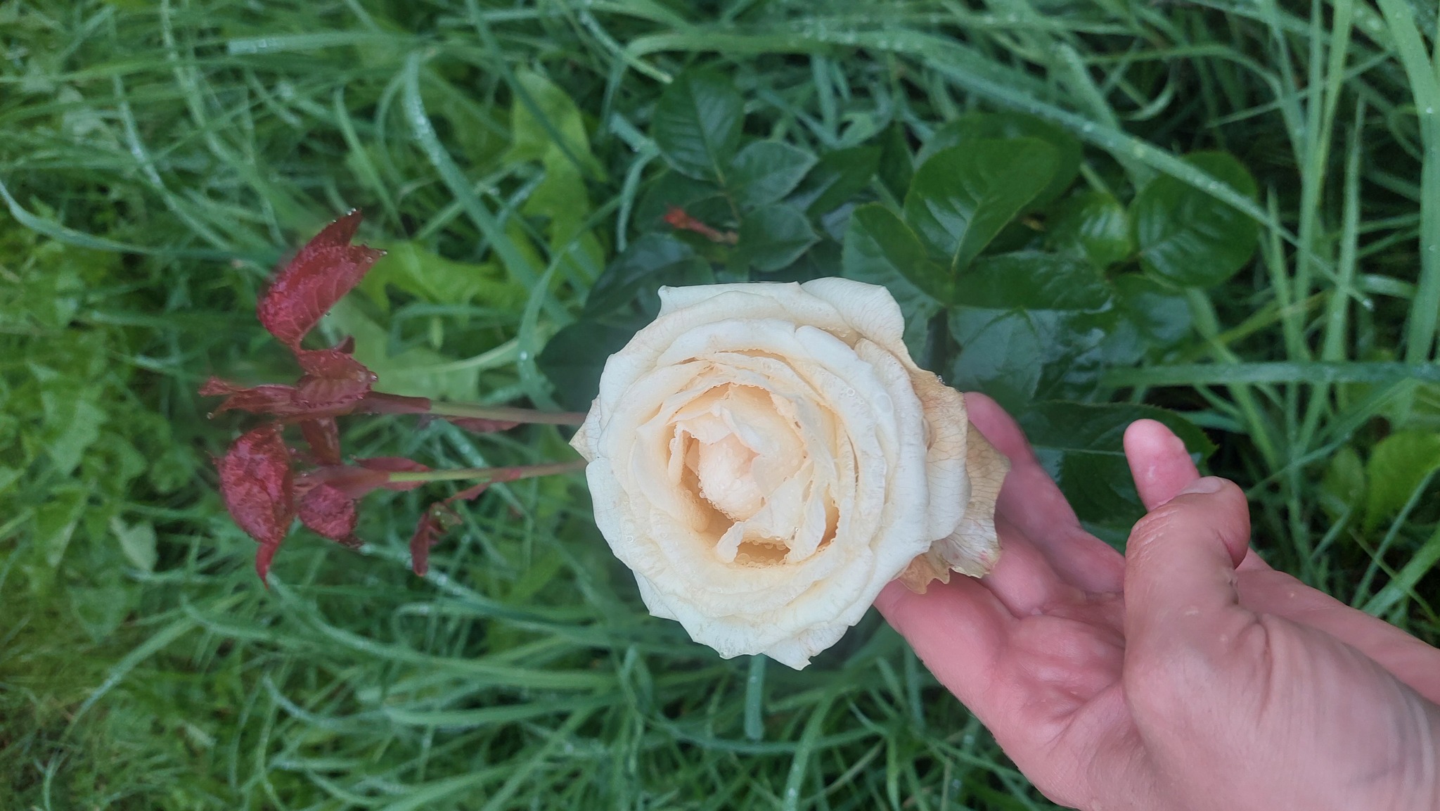 Continuation of the post. Help identify roses from horseradish nursery - My, Fraud, the Rose, Saplings, Longpost, The photo, Video, cat, Vertical video