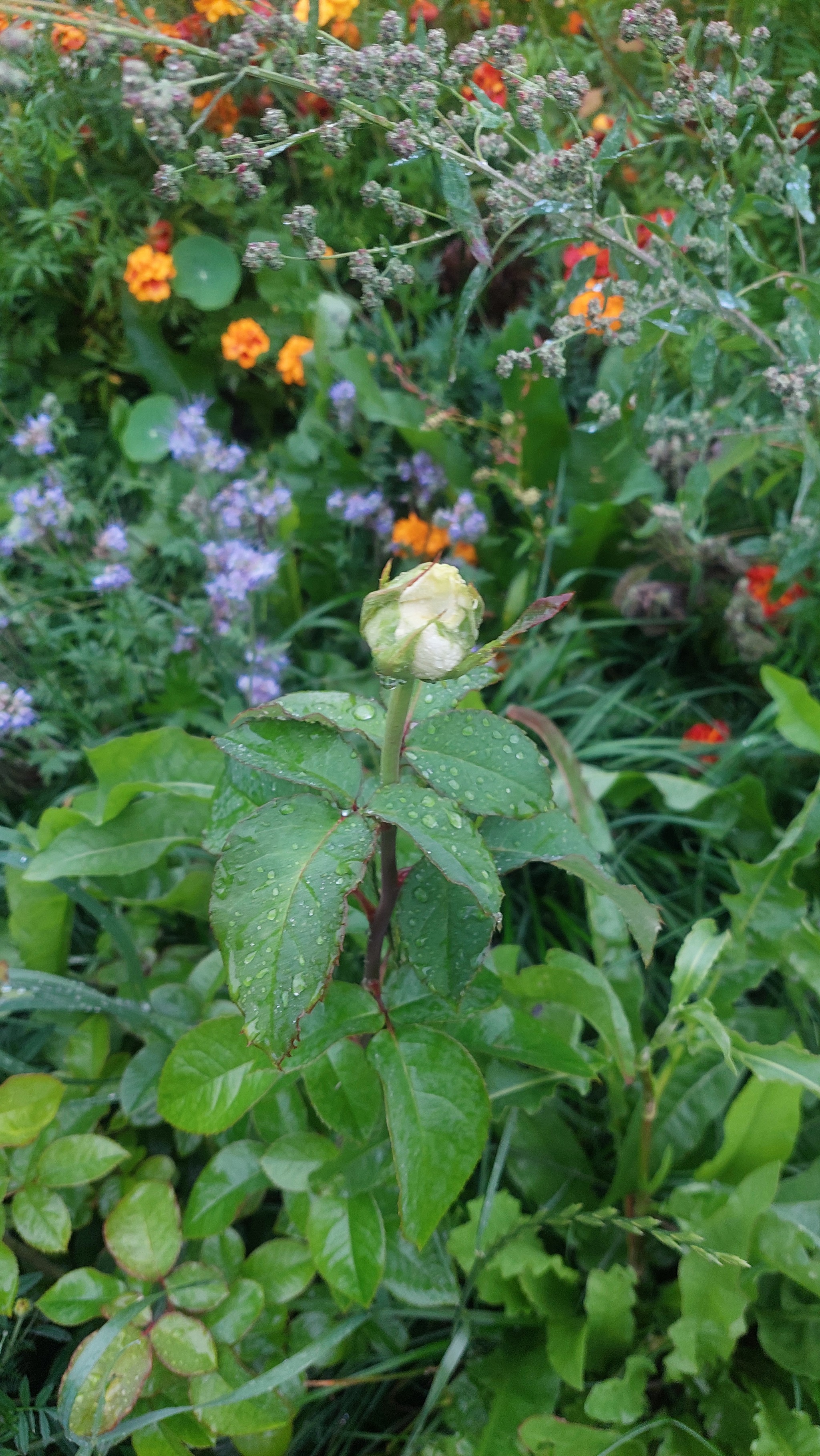 Continuation of the post. Help identify roses from horseradish nursery - My, Fraud, the Rose, Saplings, Longpost, The photo, Video, cat, Vertical video