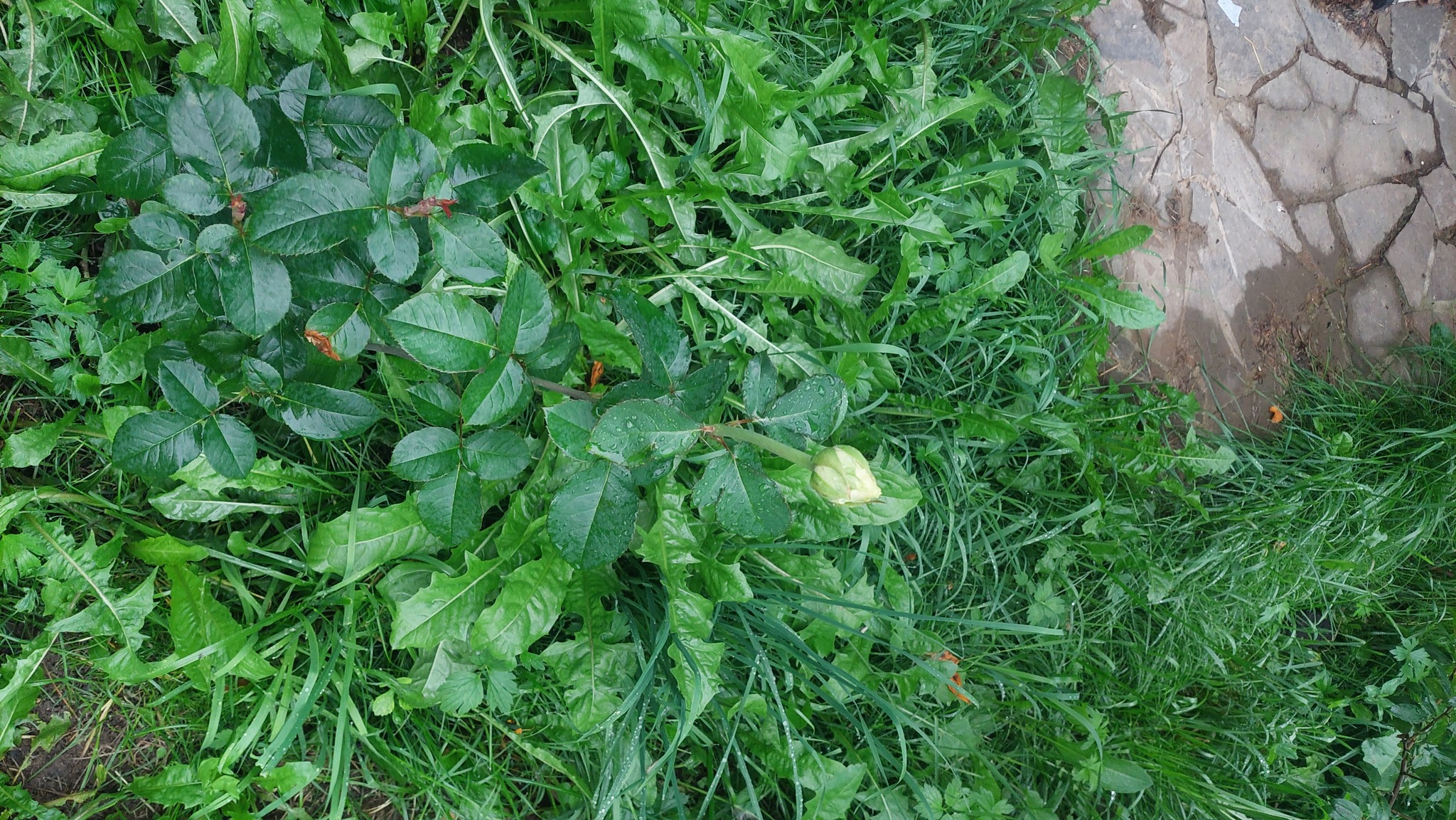 Continuation of the post. Help identify roses from horseradish nursery - My, Fraud, the Rose, Saplings, Longpost, The photo, Video, cat, Vertical video