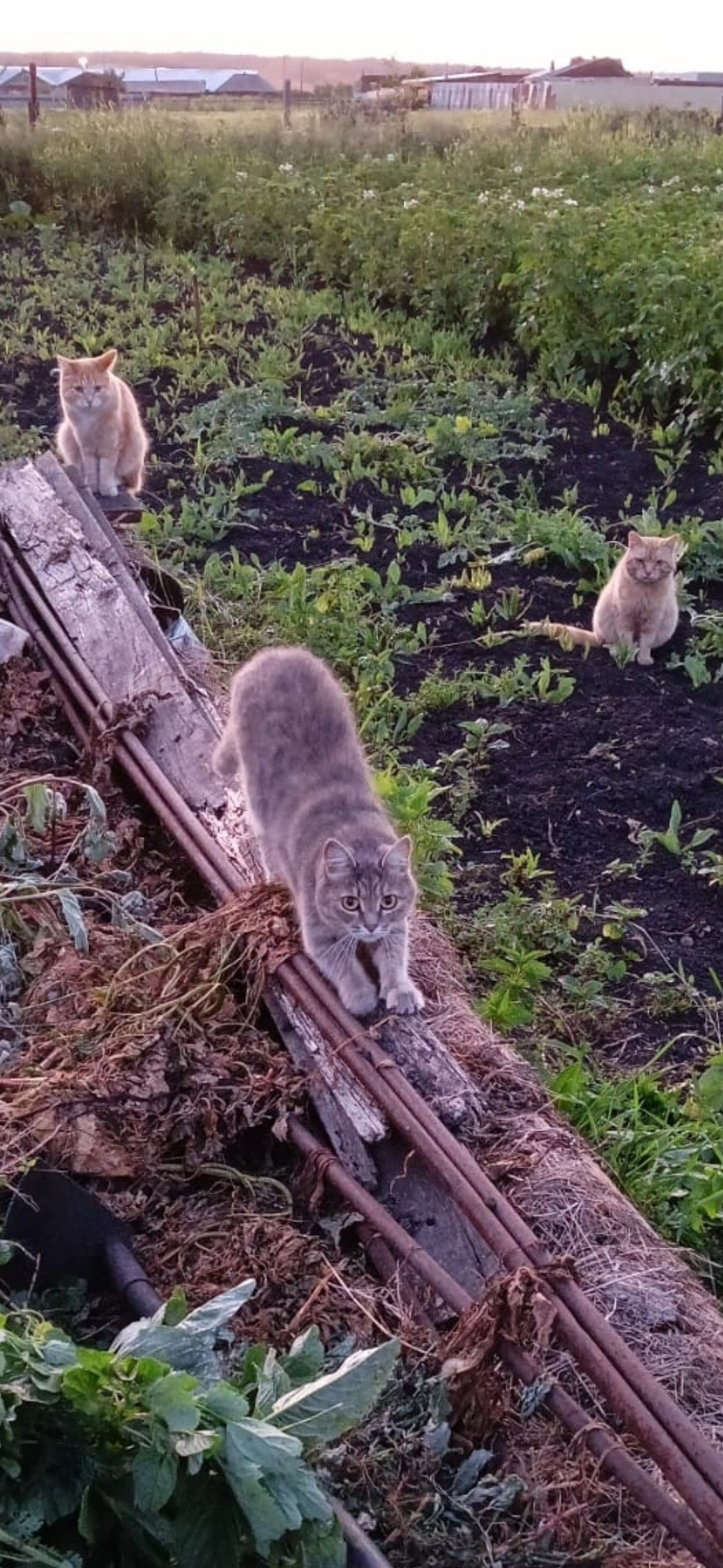 Деревенские коты - Моё, Кот, Деревня, Длиннопост, Мобильная фотография