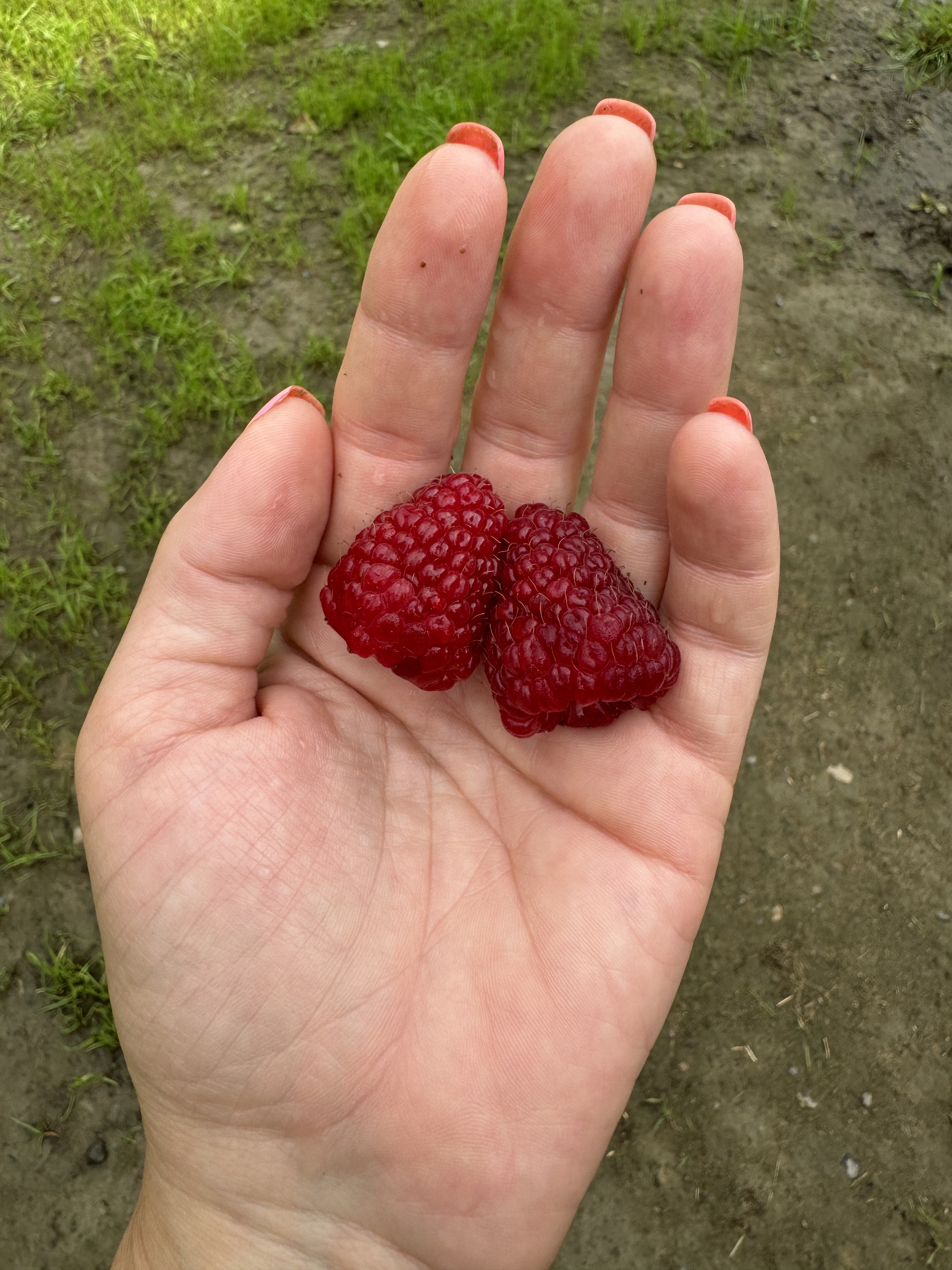 Raspberry berry - My, Giants, Raspberries, Boasting, Garden, Longpost