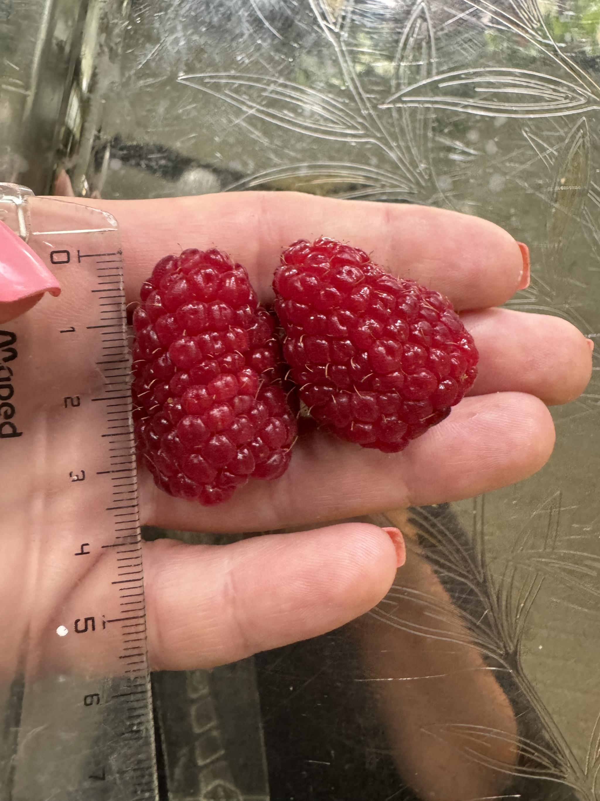 Raspberry berry - My, Giants, Raspberries, Boasting, Garden, Longpost