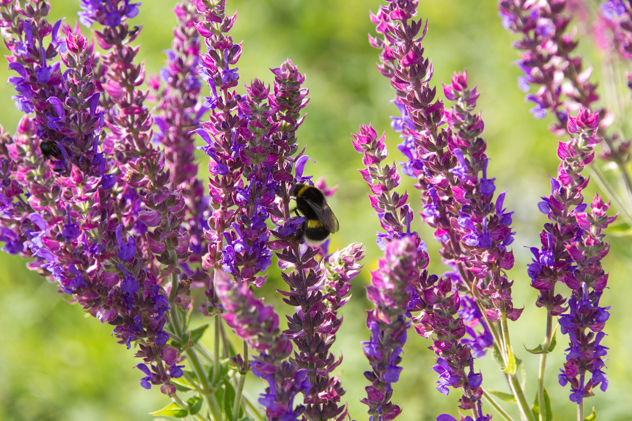 Bumblebee and sage - My, Ulyanovsk, The photo, Nature, Insects, Macro photography, The park, Bumblebee