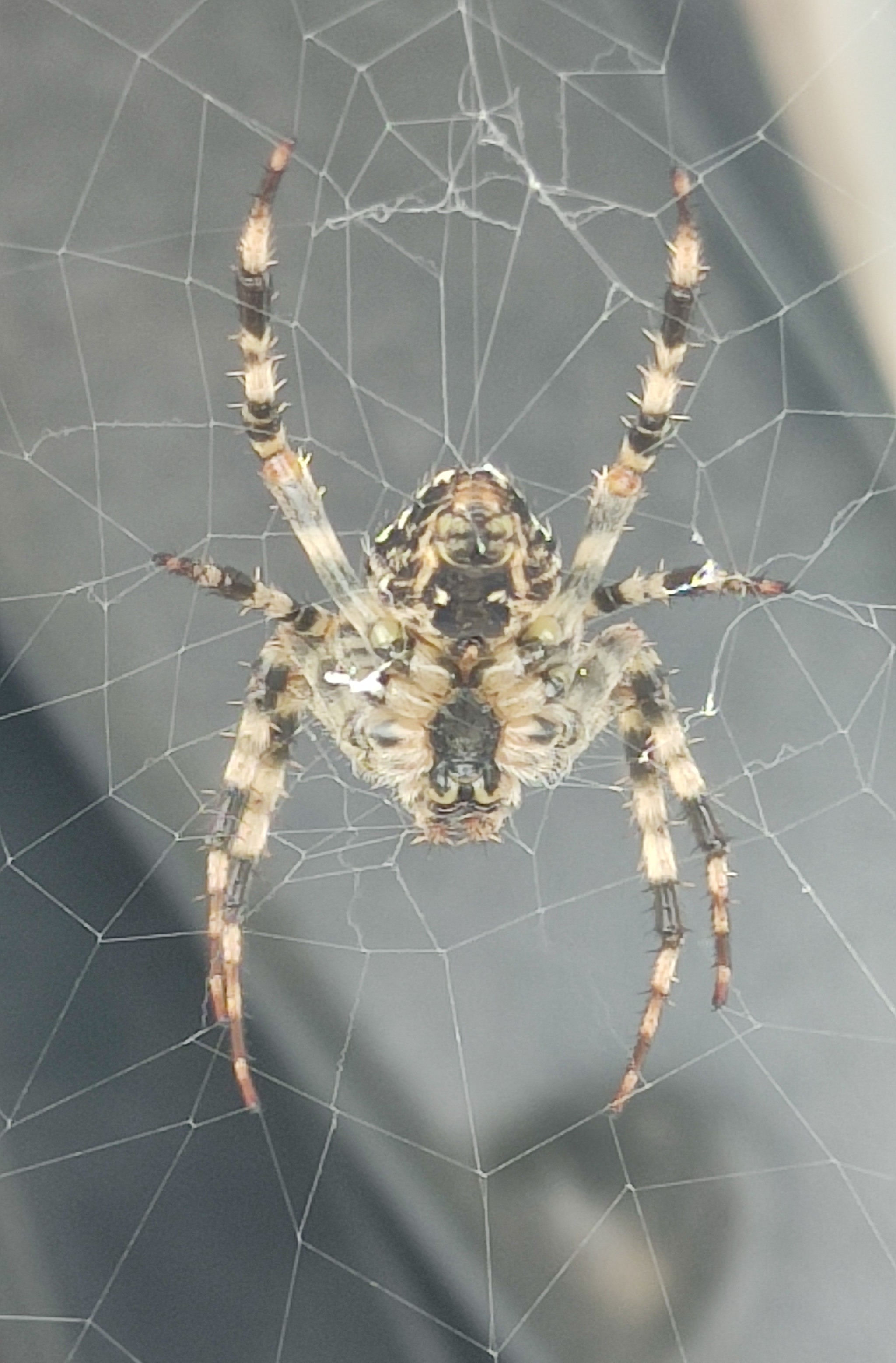 Arachnophobes scroll past, arachno-lovers admire - My, Spider, Vacation home, Longpost, Video