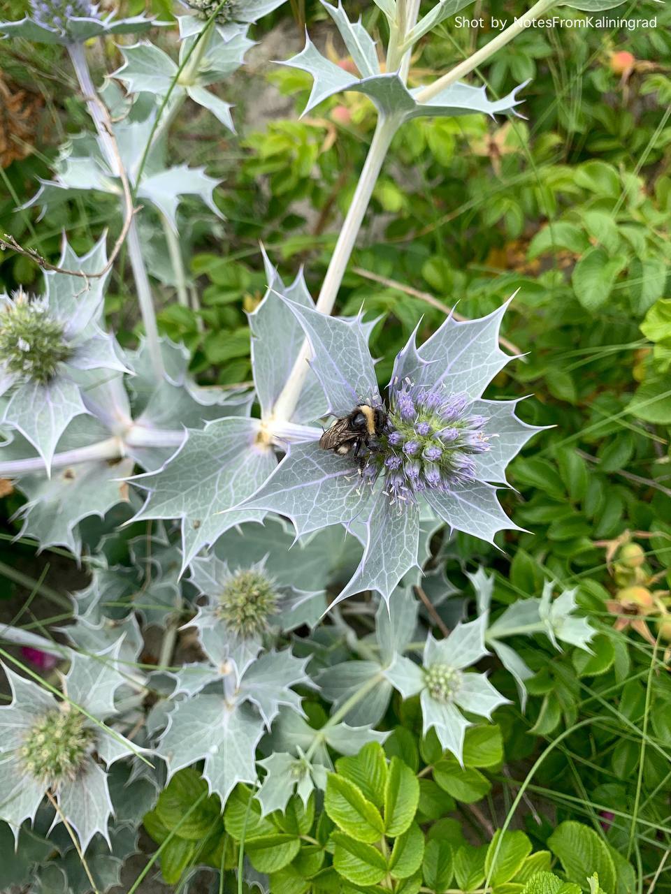 Seaside eryngium - My, Feverweed, Plants, City walk, Street photography, Kaliningrad region, Bloom, Kaliningrad, Baltiysk, Longpost