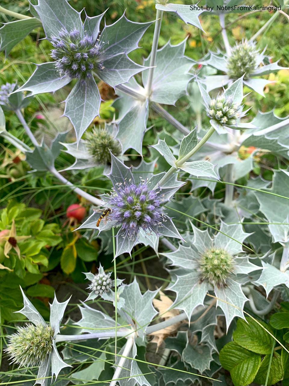 Seaside eryngium - My, Feverweed, Plants, City walk, Street photography, Kaliningrad region, Bloom, Kaliningrad, Baltiysk, Longpost