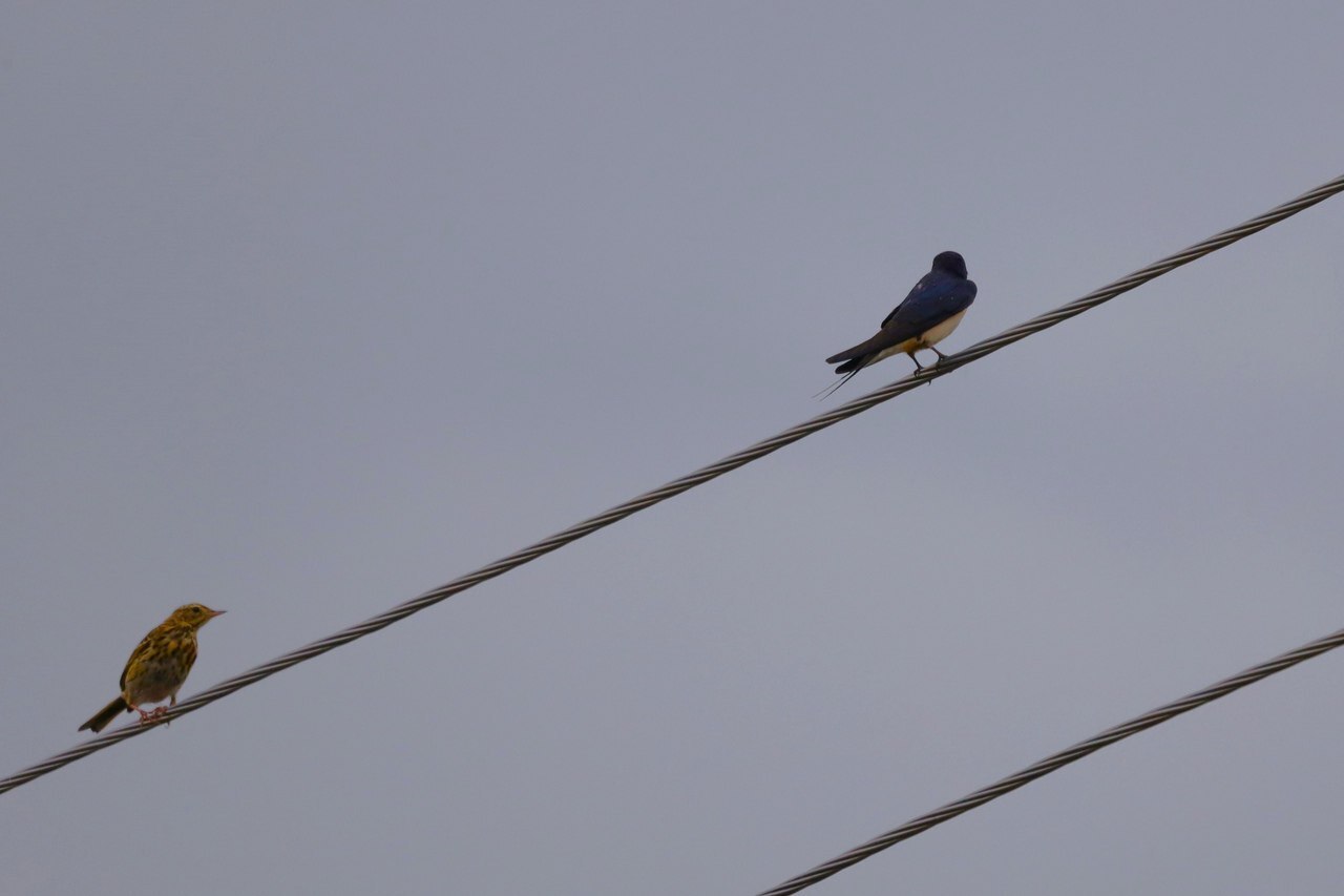 Come on, get out of here - My, Crossposting, Common oatmeal, Martin, Birds, The photo