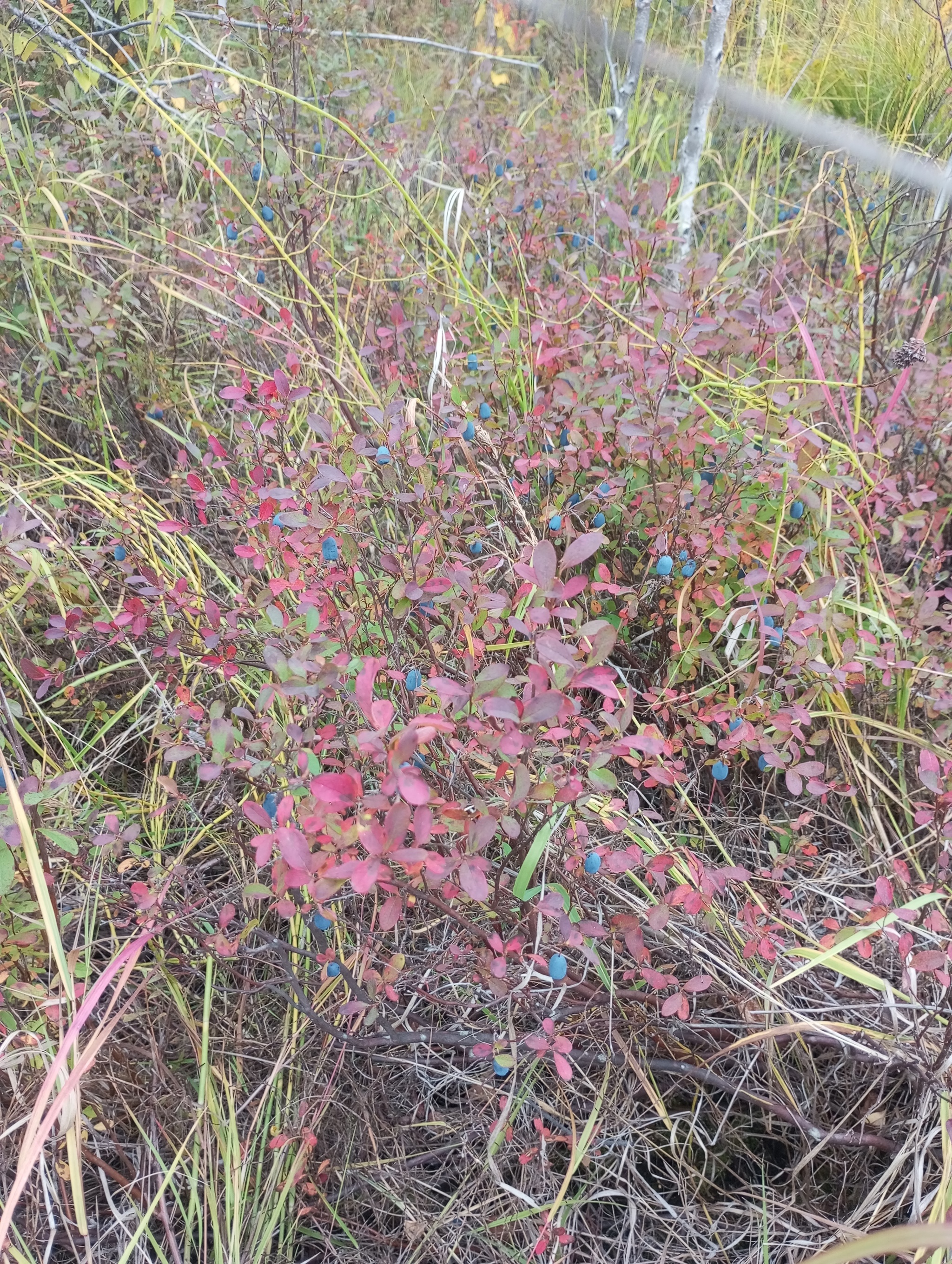 Life on TDS in the taiga. Prize - My, Weather station, Taiga, Prize, Competition, Autumn, Longpost