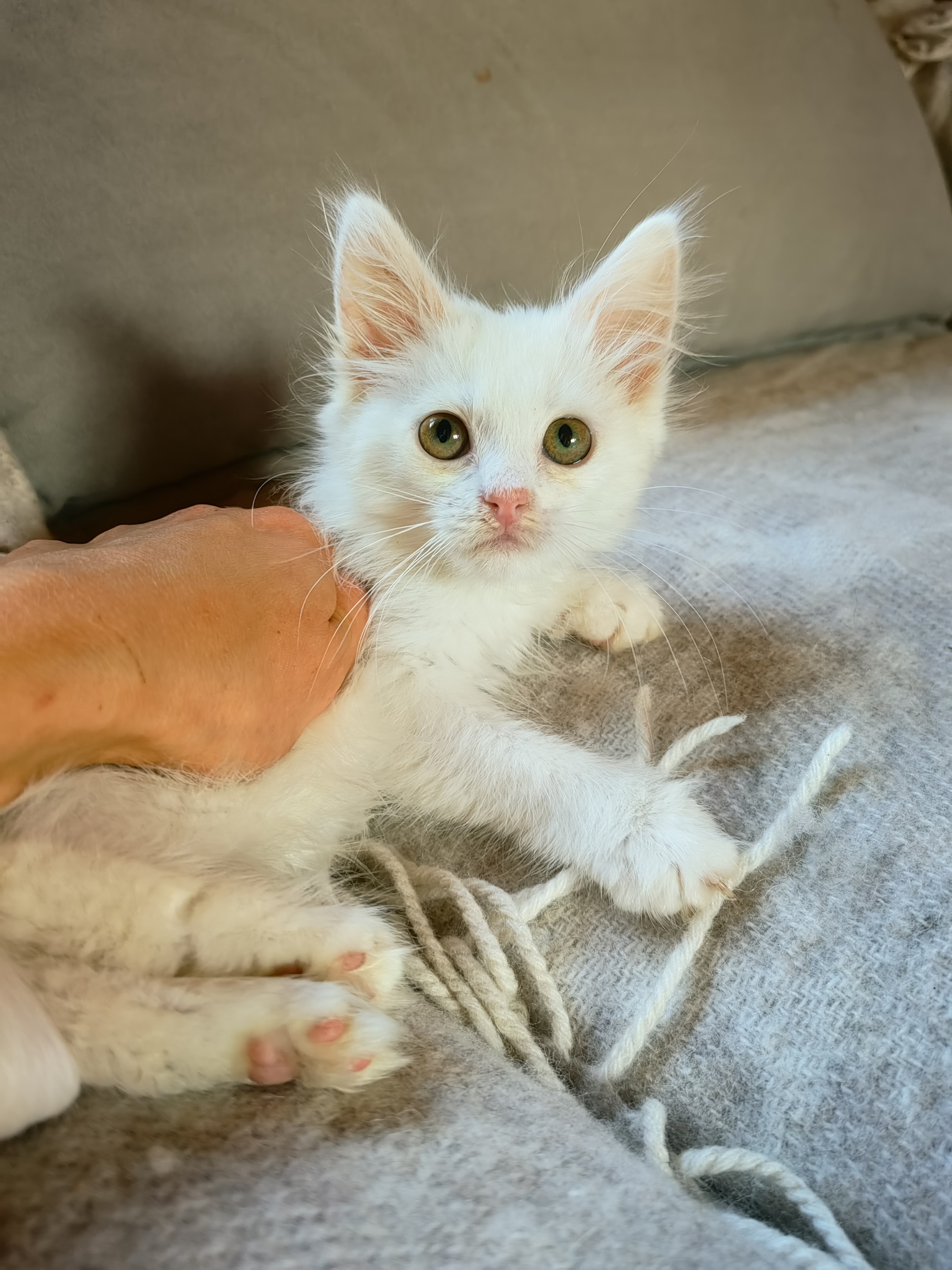 White cat looking for a home - My, In good hands, Overexposure, cat, No rating, Homeless animals, Longpost