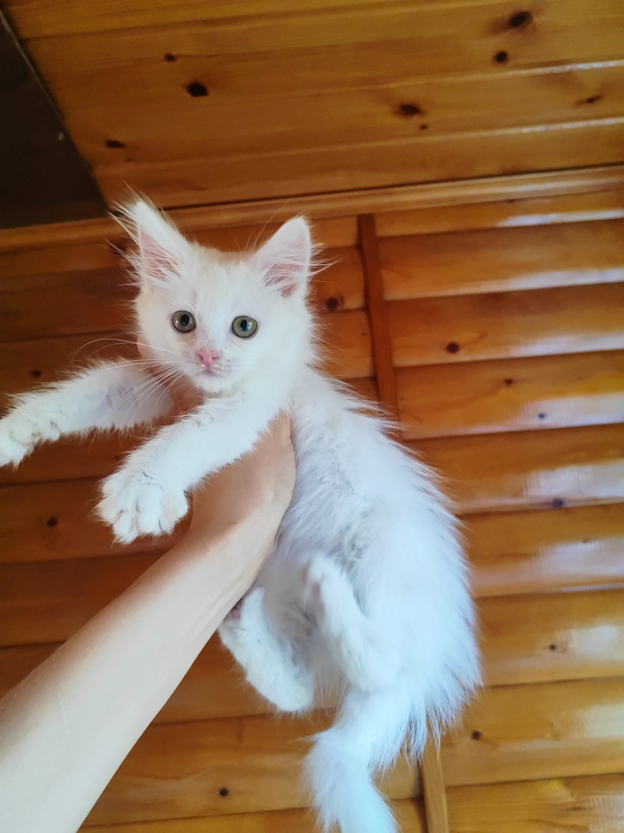 White cat looking for a home - My, In good hands, Overexposure, cat, No rating, Homeless animals, Longpost