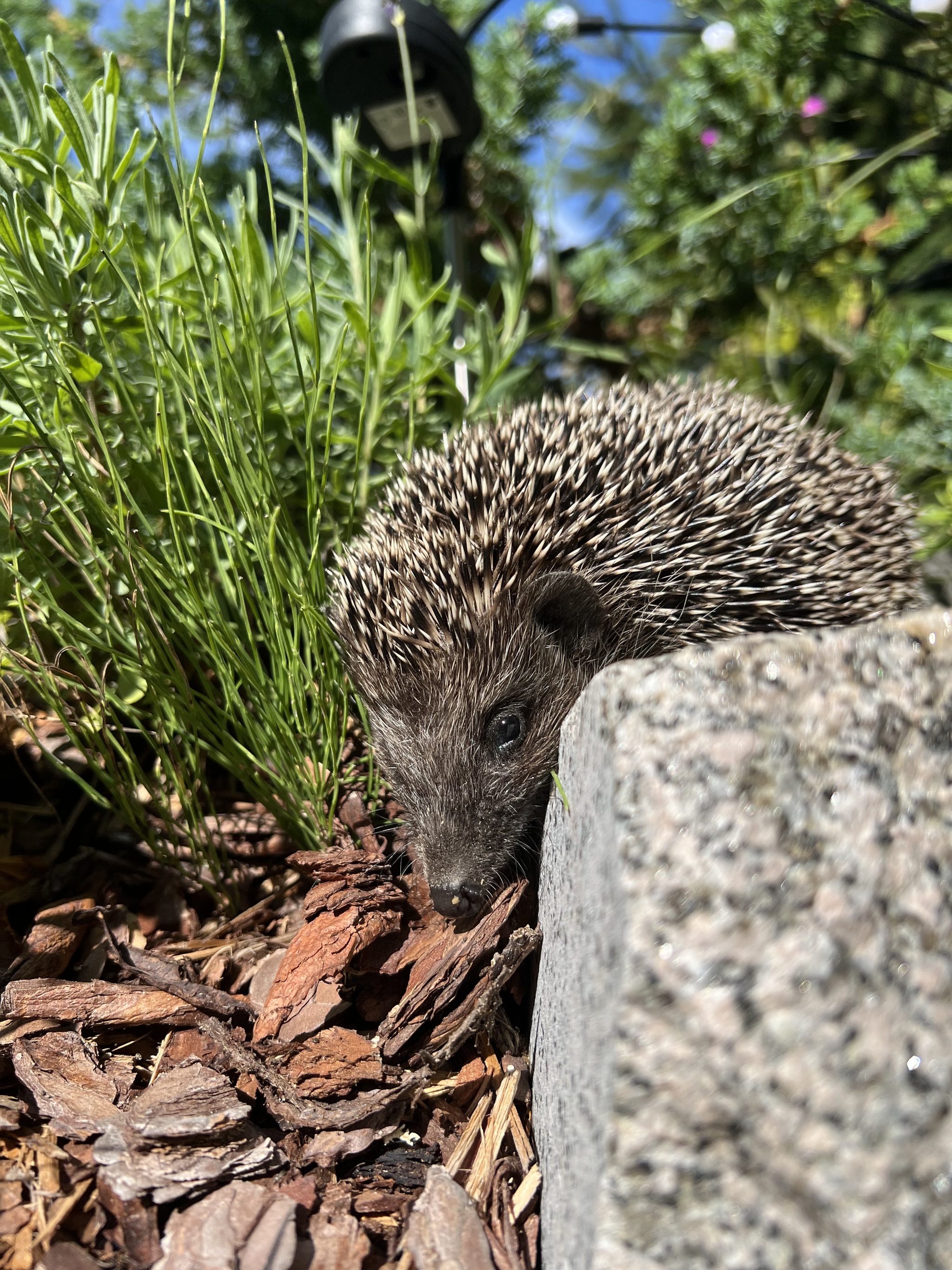 Hedgehogs in the house, part 21 - My, Hedgehog, Pets, Animal Rescue, Life stories, Video, Vertical video, Longpost