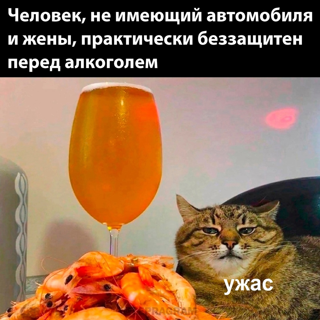 Horror - From the network, Picture with text, Humor, cat, Cat Stepan, Alcohol, Alcoyumor