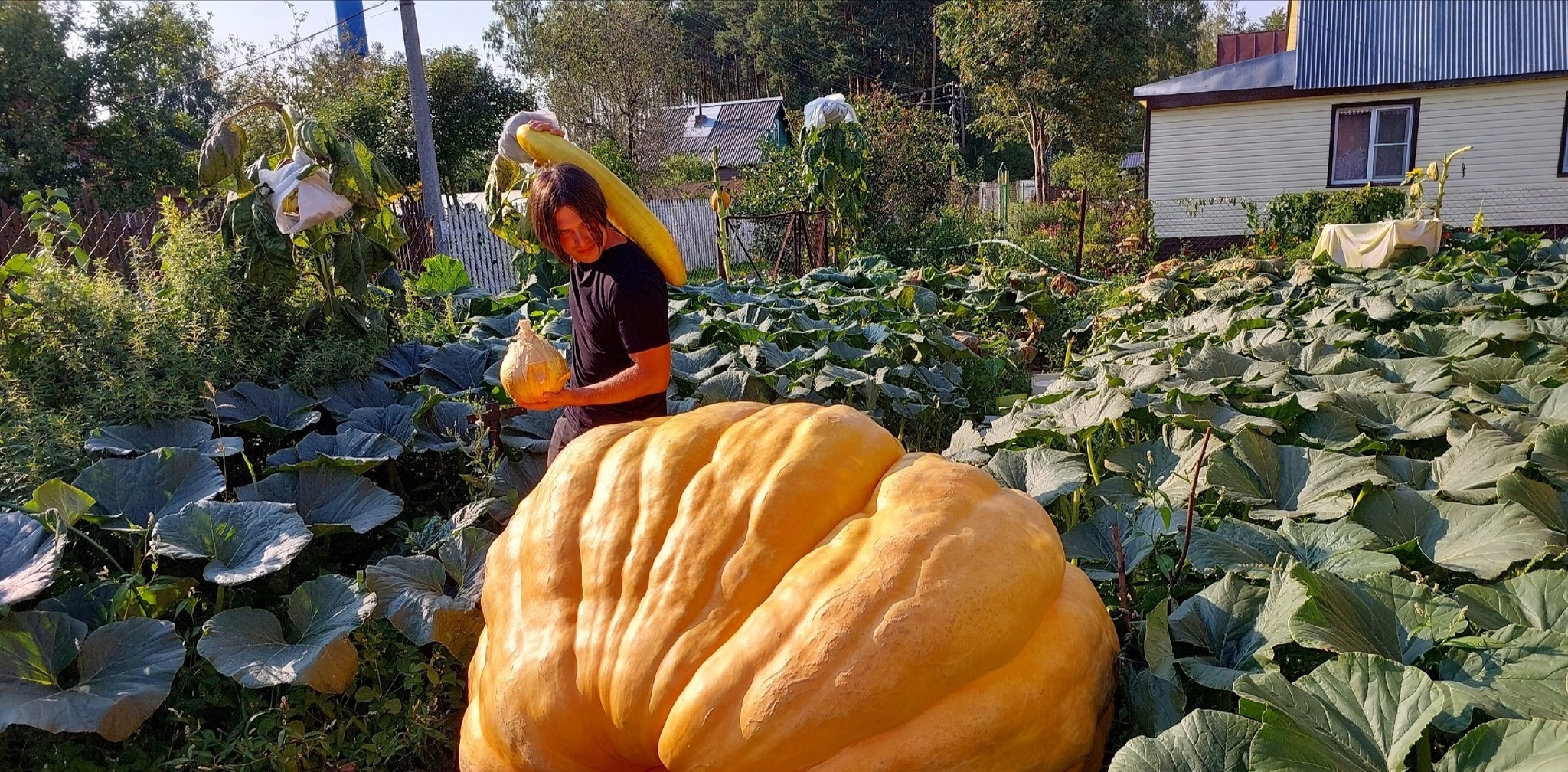 Growing Giant Vegetables 2024. Part 9 - My, Garden, Gardening, Garden, Сельское хозяйство, Plants, Big size, Vegetables, Video, Longpost