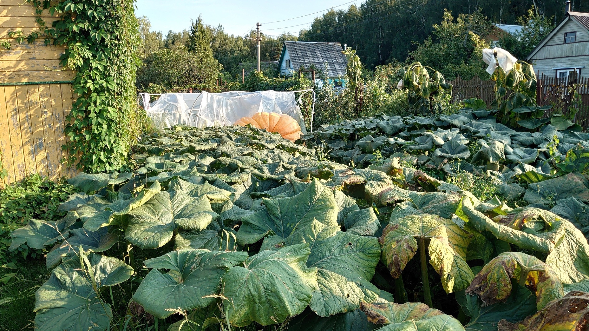 Growing Giant Vegetables 2024. Part 9 - My, Garden, Gardening, Garden, Сельское хозяйство, Plants, Big size, Vegetables, Video, Longpost