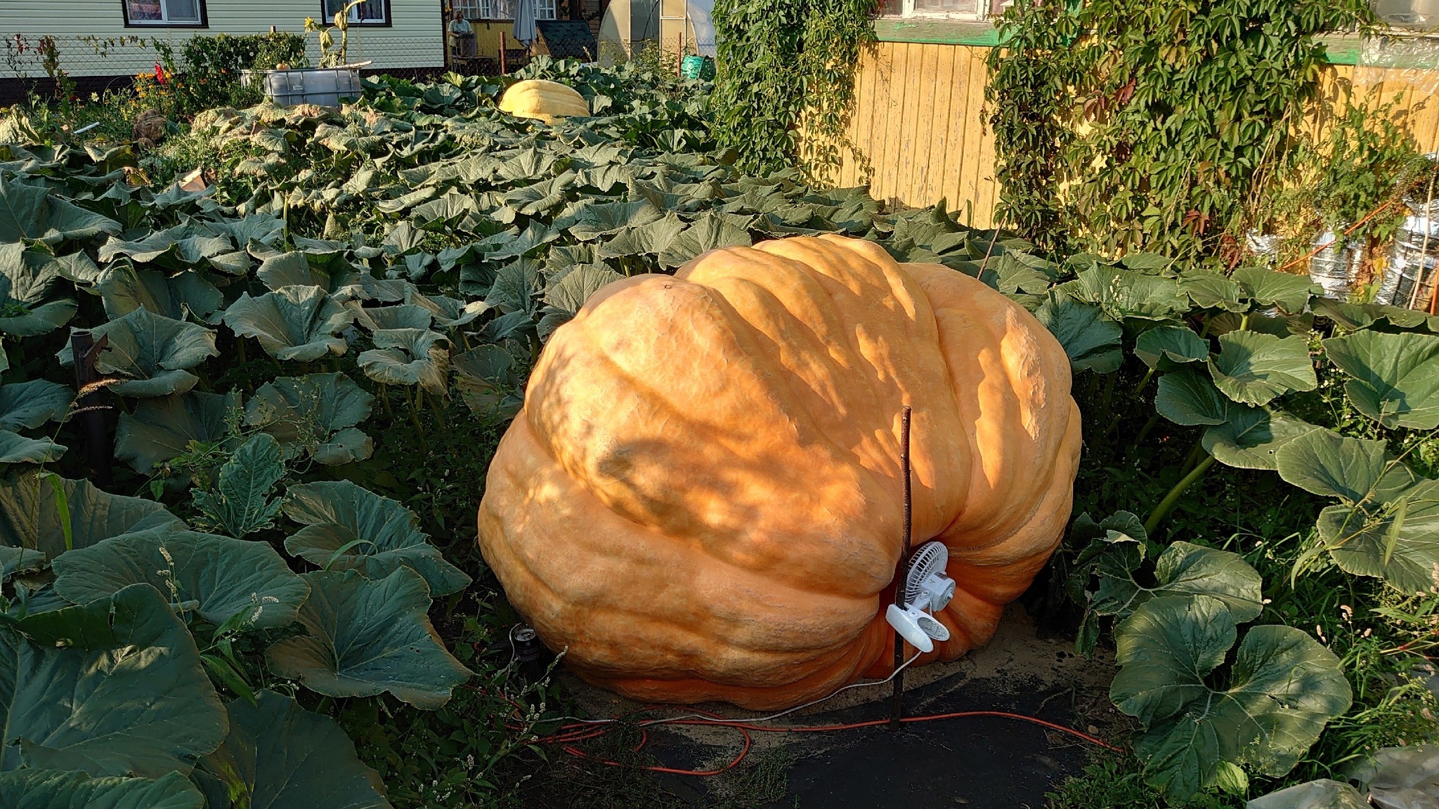 Growing Giant Vegetables 2024. Part 9 - My, Garden, Gardening, Garden, Сельское хозяйство, Plants, Big size, Vegetables, Video, Longpost