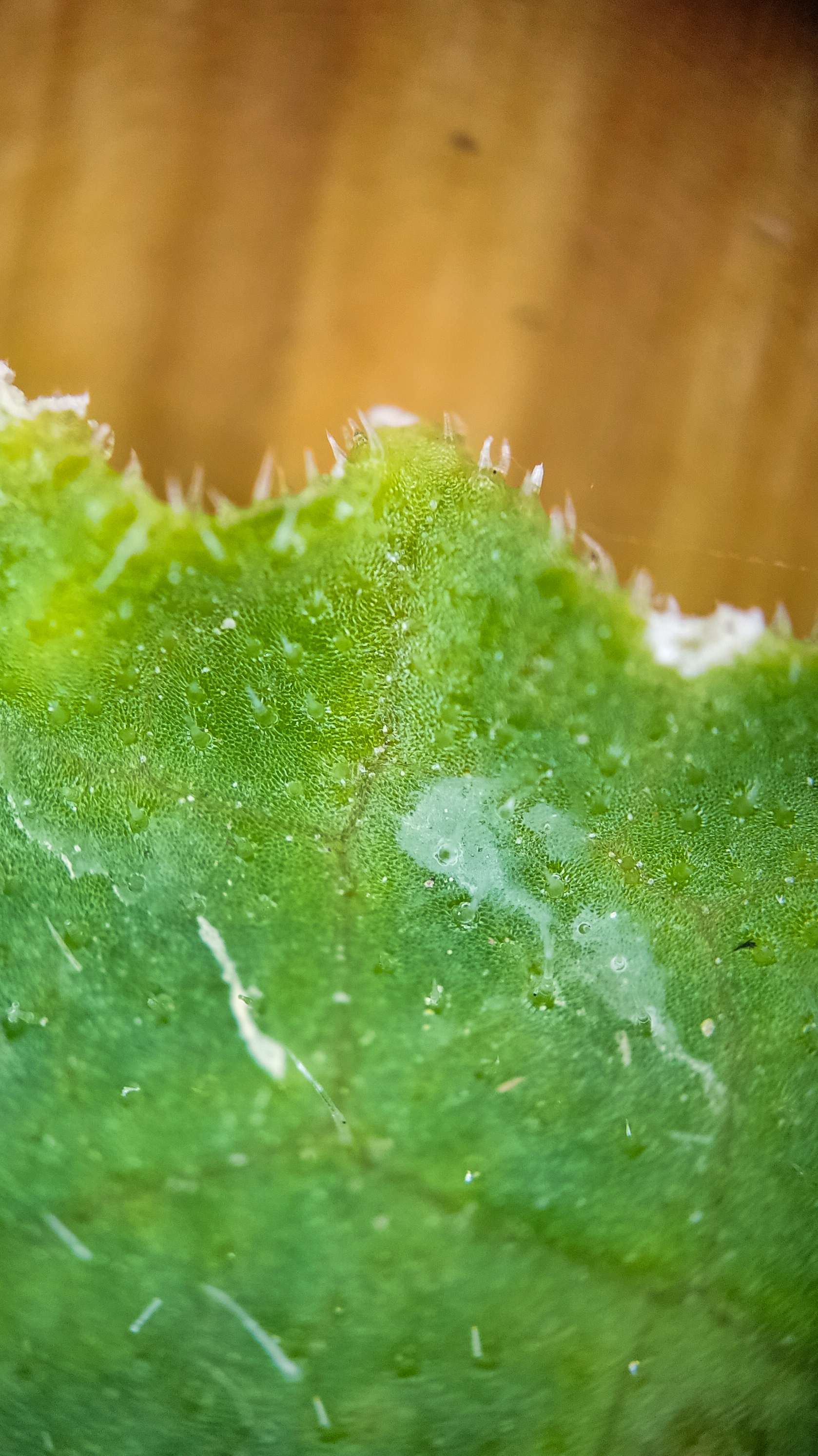 Photo project Let's take a closer look post No. 73. Young cucumber - My, Bloom, Macro photography, Nature, The photo, Cucumbers, Vegetables, Garden, Plants, Longpost