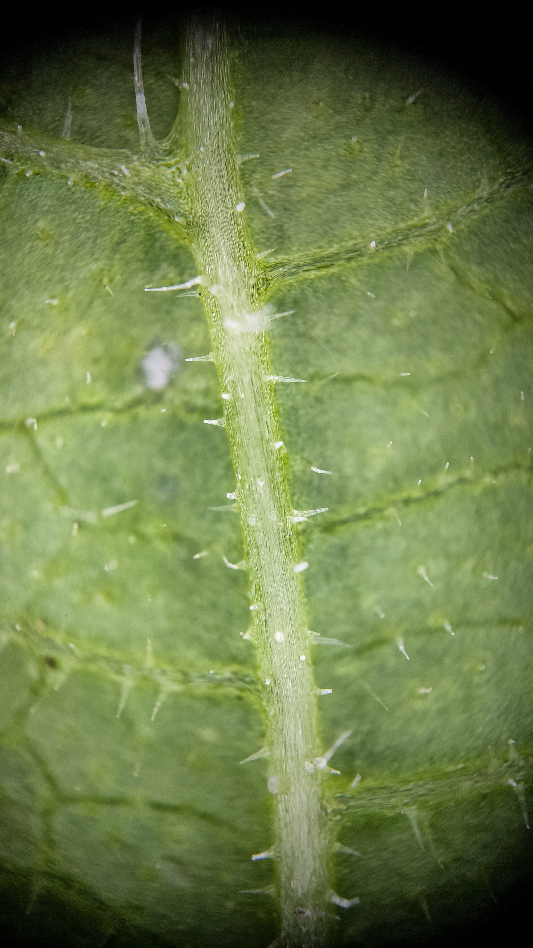 Photo project Let's take a closer look post No. 73. Young cucumber - My, Bloom, Macro photography, Nature, The photo, Cucumbers, Vegetables, Garden, Plants, Longpost