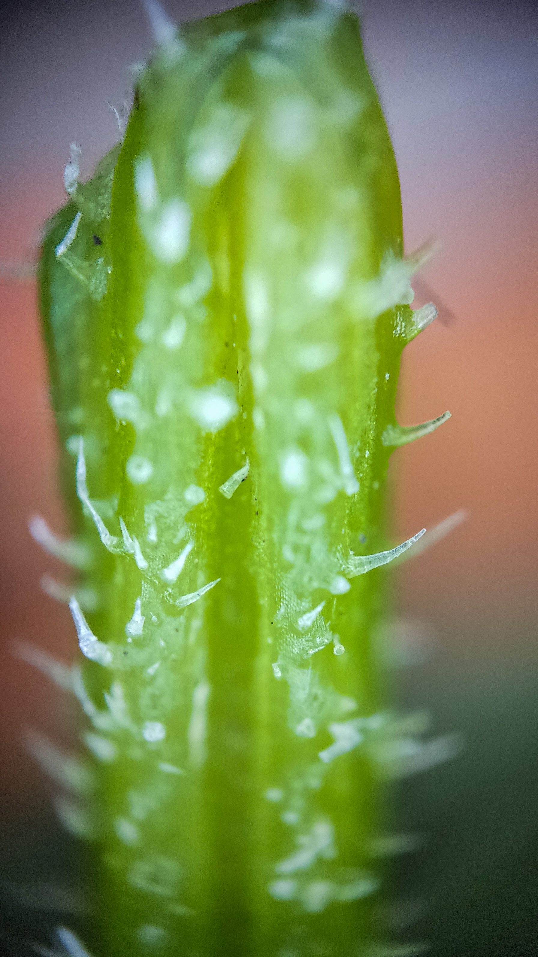 Photo project Let's take a closer look post No. 73. Young cucumber - My, Bloom, Macro photography, Nature, The photo, Cucumbers, Vegetables, Garden, Plants, Longpost