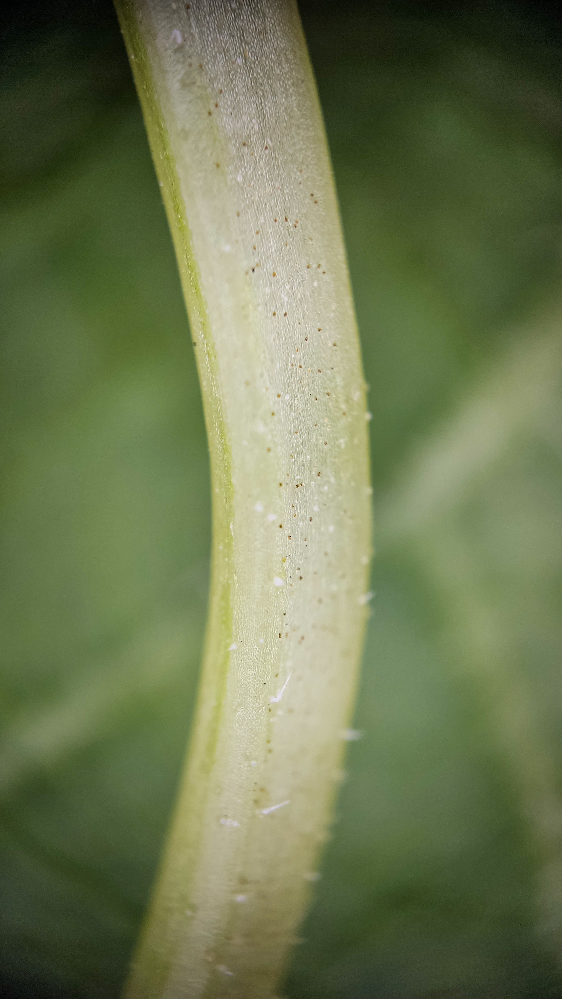 Photo project Let's take a closer look post No. 73. Young cucumber - My, Bloom, Macro photography, Nature, The photo, Cucumbers, Vegetables, Garden, Plants, Longpost