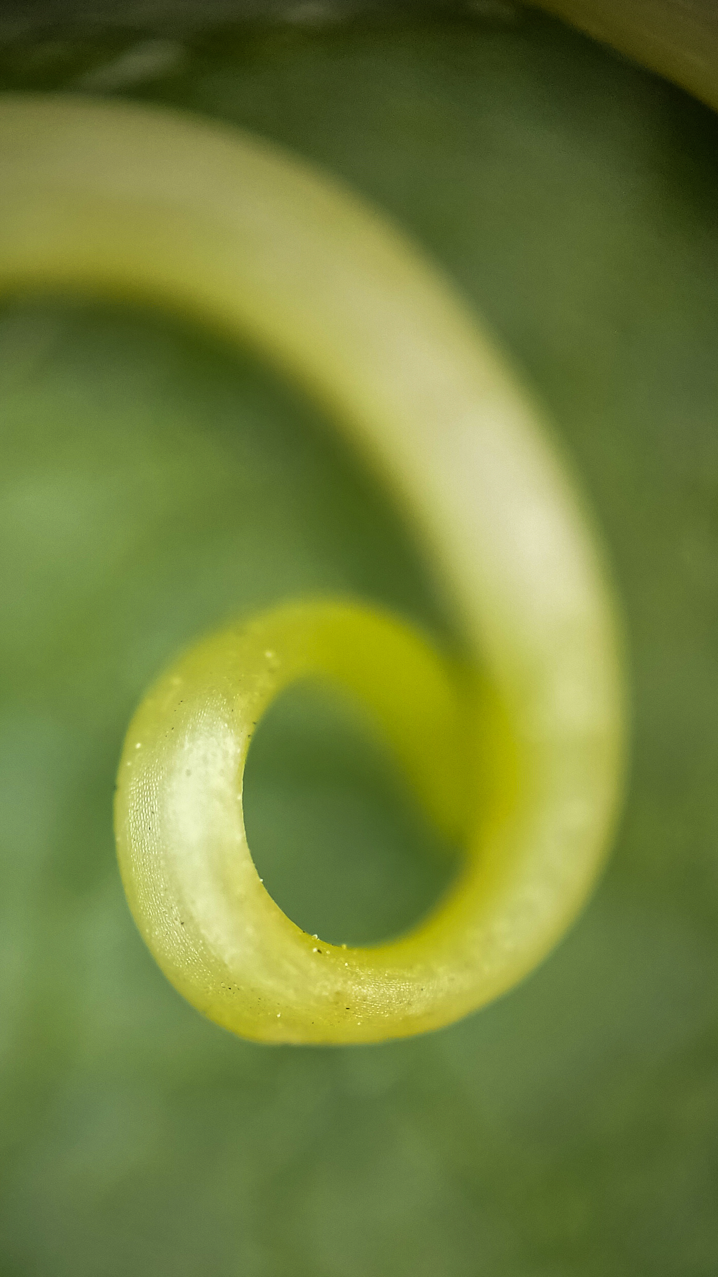 Photo project Let's take a closer look post No. 73. Young cucumber - My, Bloom, Macro photography, Nature, The photo, Cucumbers, Vegetables, Garden, Plants, Longpost