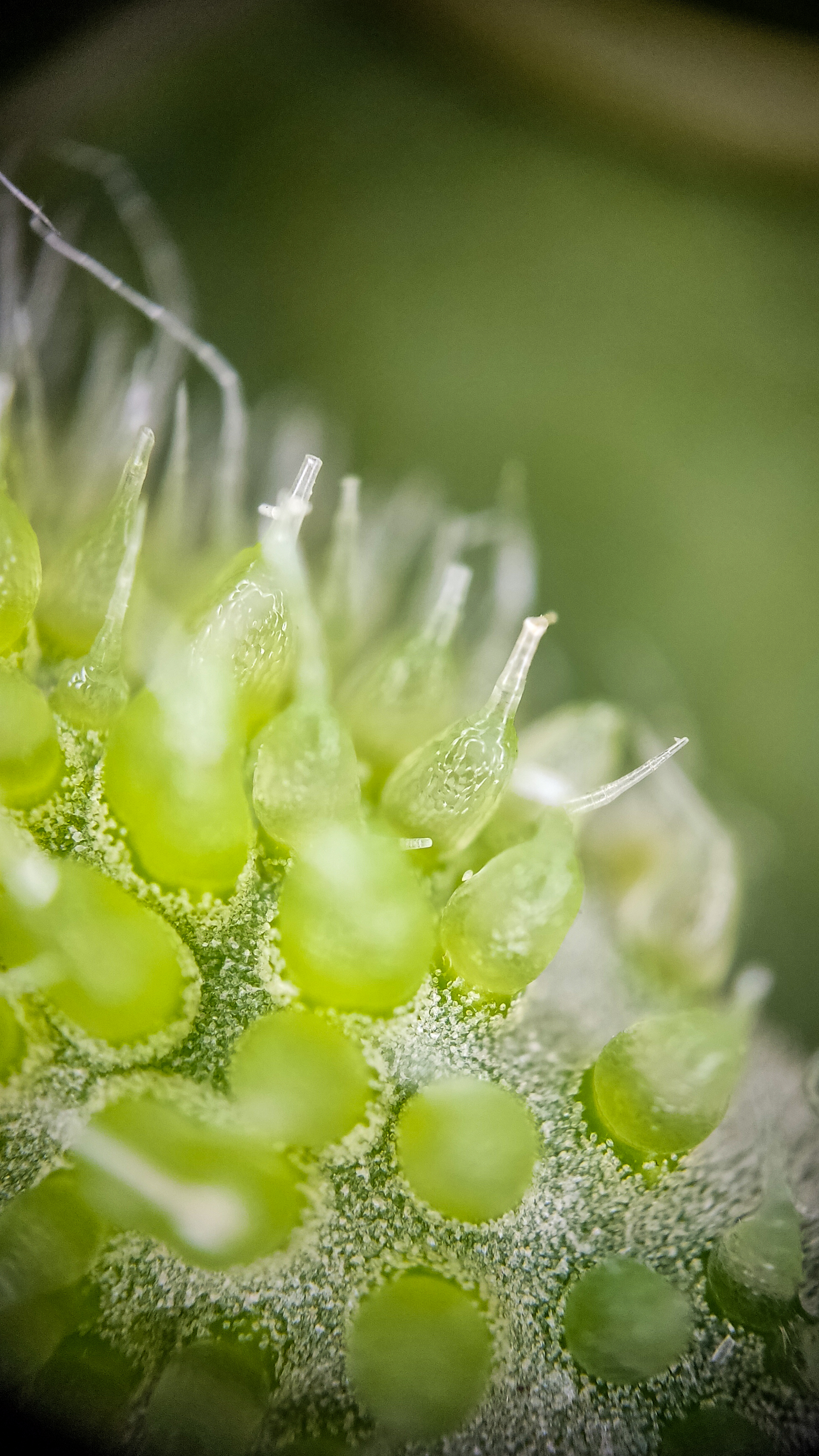 Photo project Let's take a closer look post No. 73. Young cucumber - My, Bloom, Macro photography, Nature, The photo, Cucumbers, Vegetables, Garden, Plants, Longpost