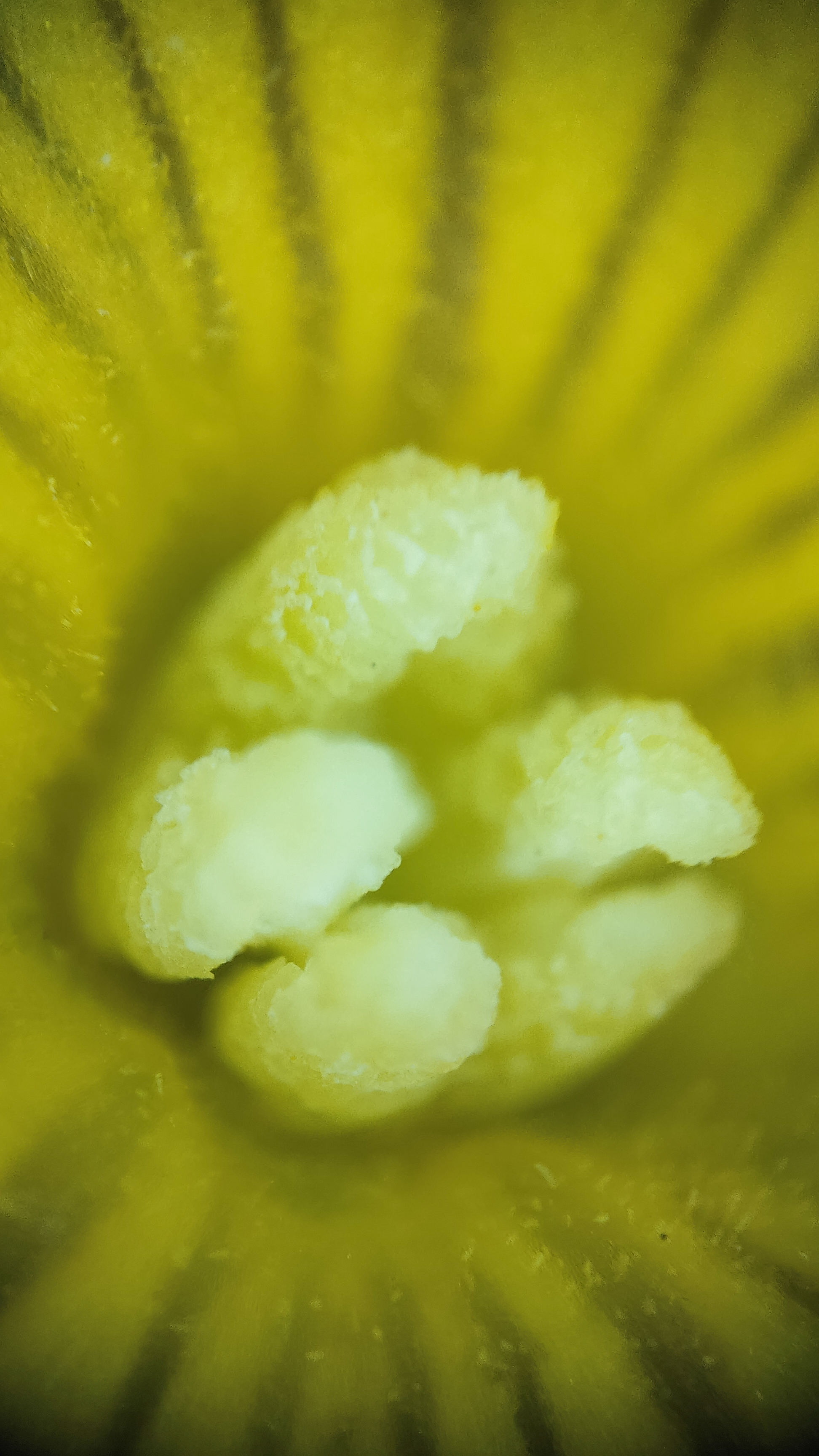 Photo project Let's take a closer look post No. 73. Young cucumber - My, Bloom, Macro photography, Nature, The photo, Cucumbers, Vegetables, Garden, Plants, Longpost