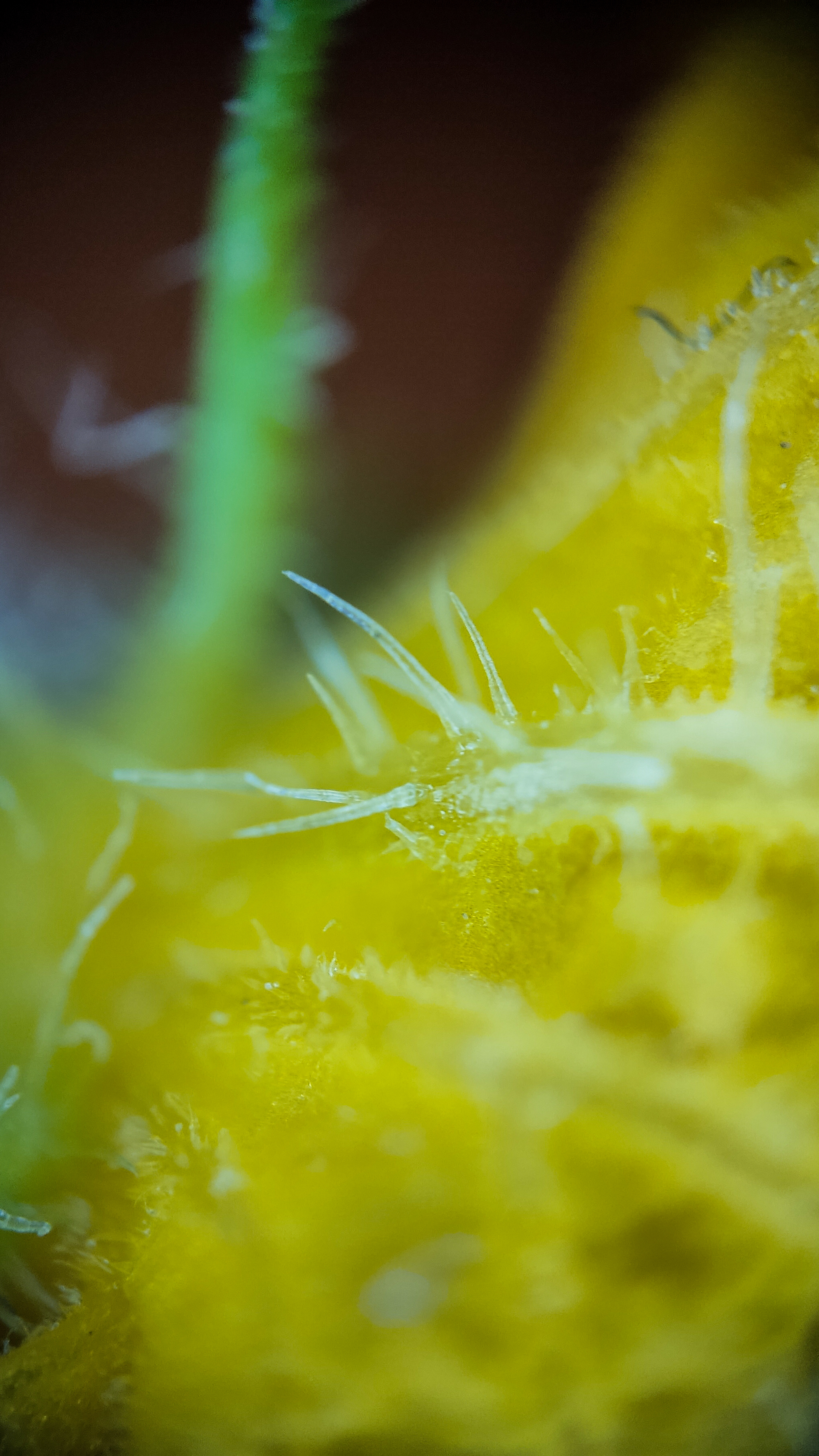 Photo project Let's take a closer look post No. 73. Young cucumber - My, Bloom, Macro photography, Nature, The photo, Cucumbers, Vegetables, Garden, Plants, Longpost