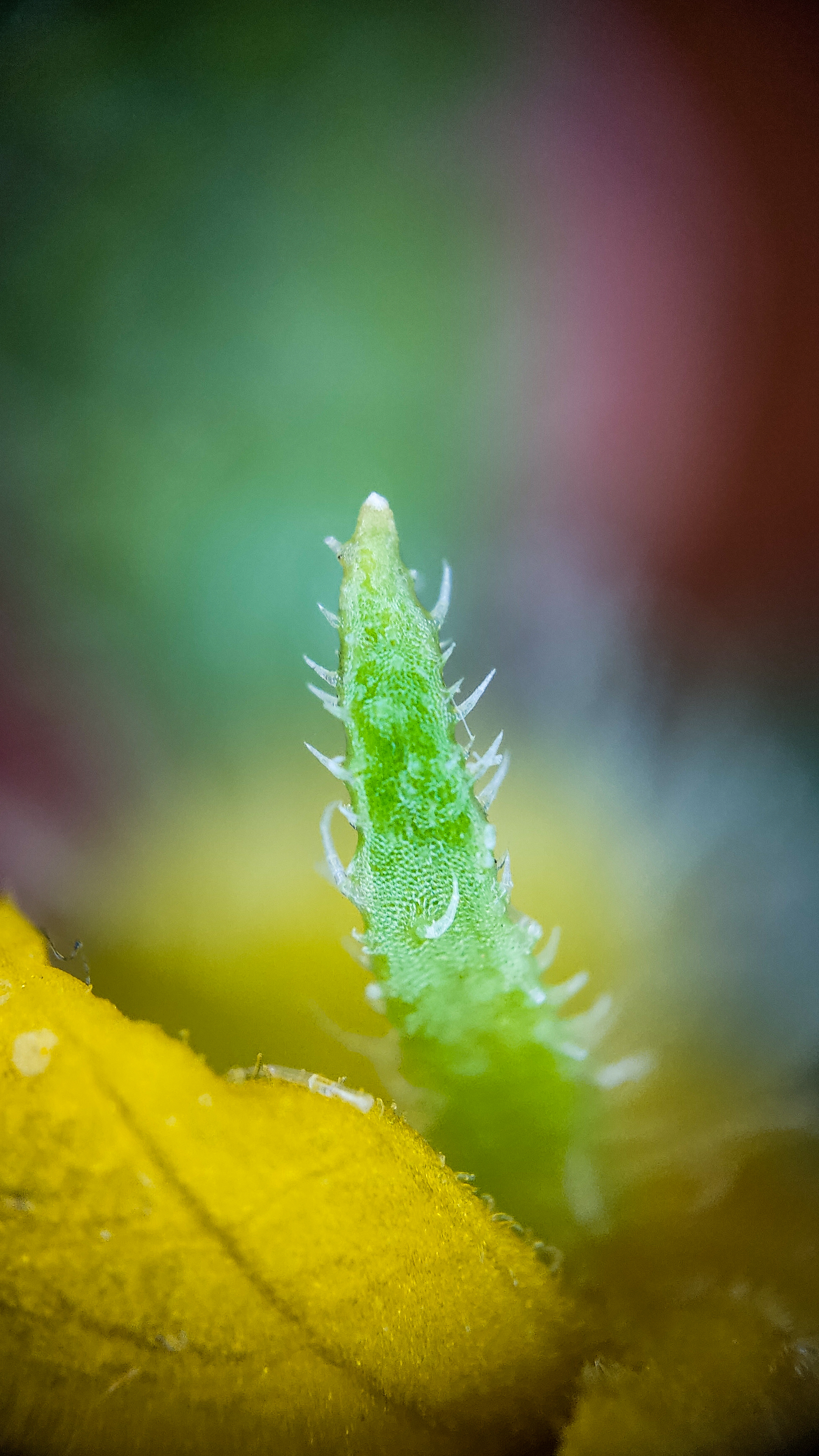 Photo project Let's take a closer look post No. 73. Young cucumber - My, Bloom, Macro photography, Nature, The photo, Cucumbers, Vegetables, Garden, Plants, Longpost