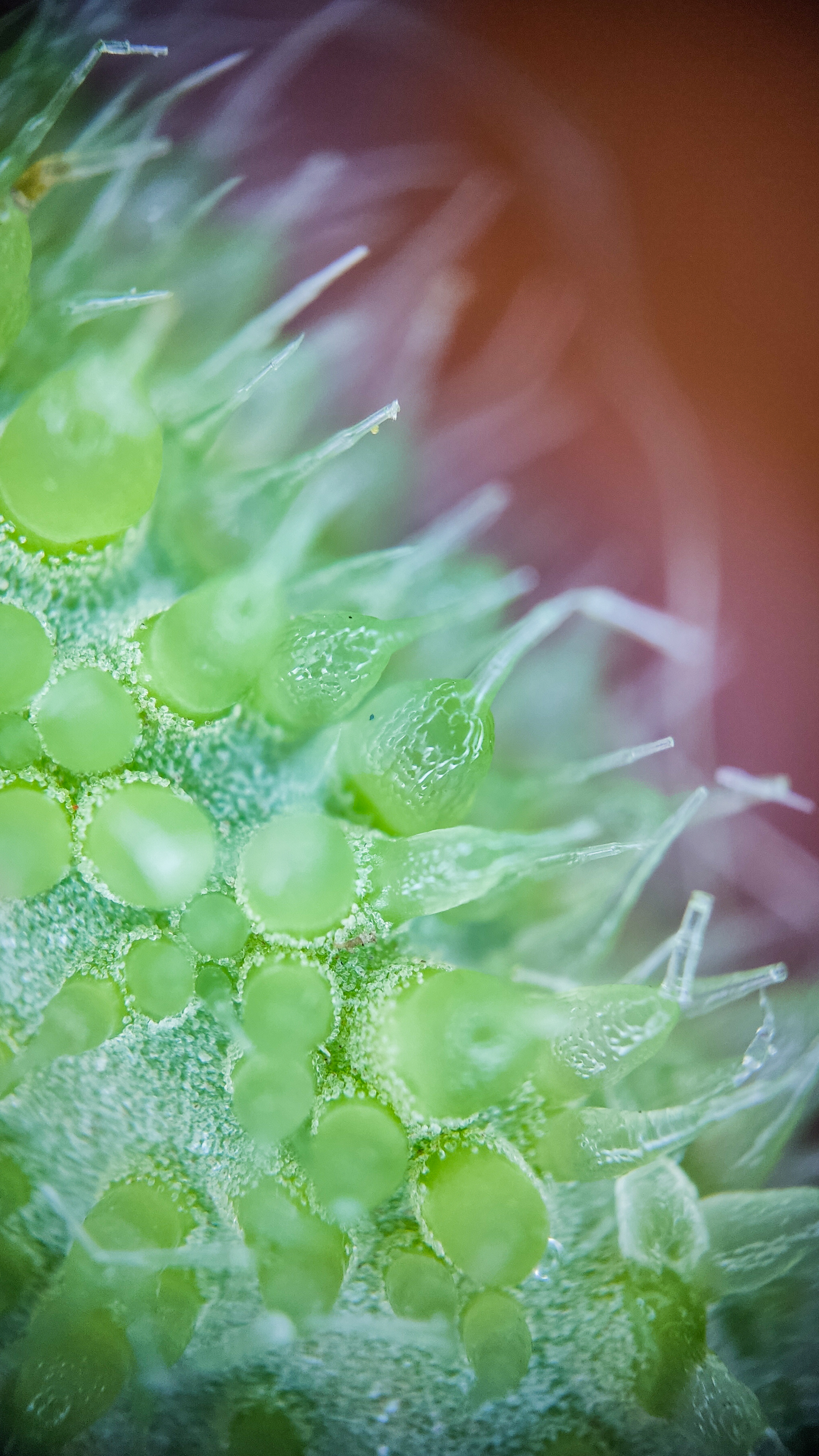 Photo project Let's take a closer look post No. 73. Young cucumber - My, Bloom, Macro photography, Nature, The photo, Cucumbers, Vegetables, Garden, Plants, Longpost