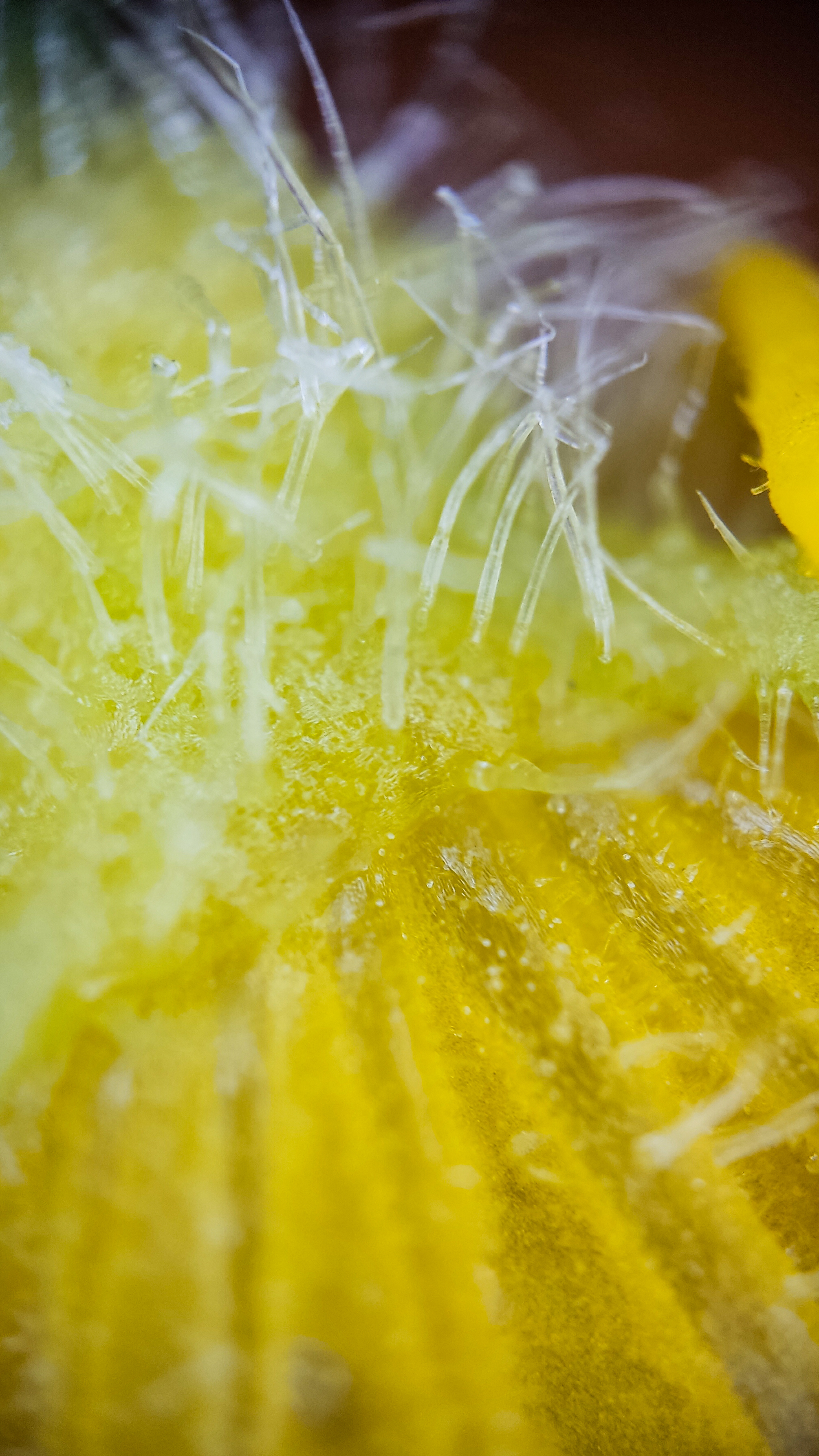 Photo project Let's take a closer look post No. 73. Young cucumber - My, Bloom, Macro photography, Nature, The photo, Cucumbers, Vegetables, Garden, Plants, Longpost