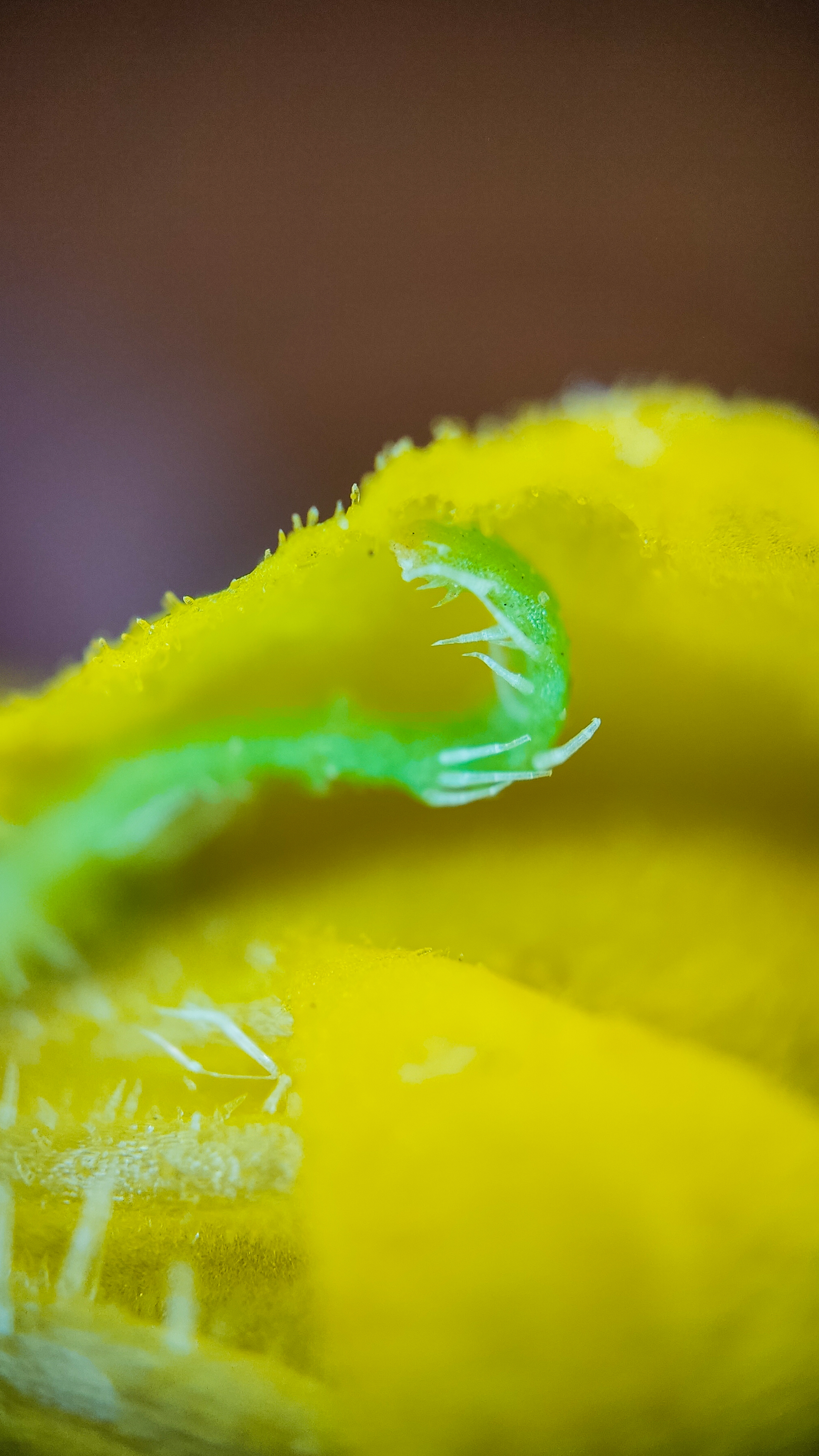 Photo project Let's take a closer look post No. 73. Young cucumber - My, Bloom, Macro photography, Nature, The photo, Cucumbers, Vegetables, Garden, Plants, Longpost